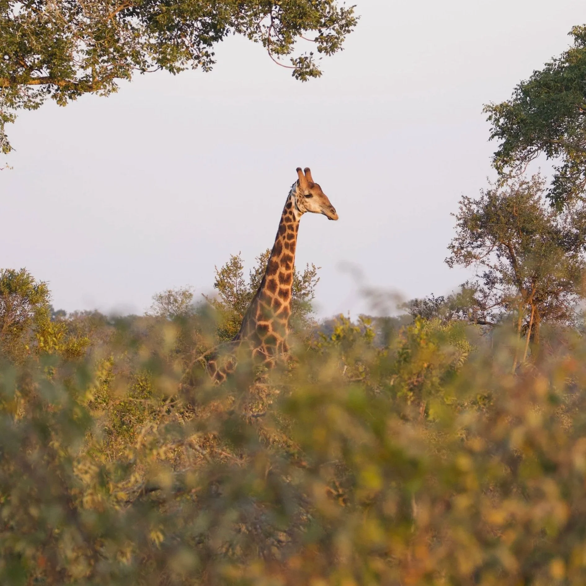 Une girafe se tenant parmi des arbres et des buissons lors d'un coucher ou lever de soleil dans la savane.