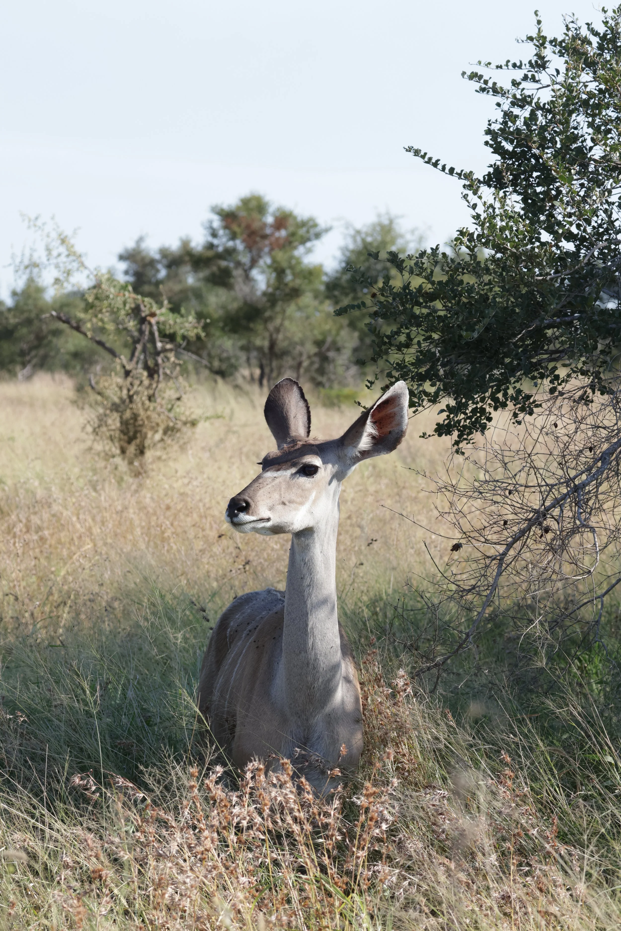 Kudu femelle à Balule