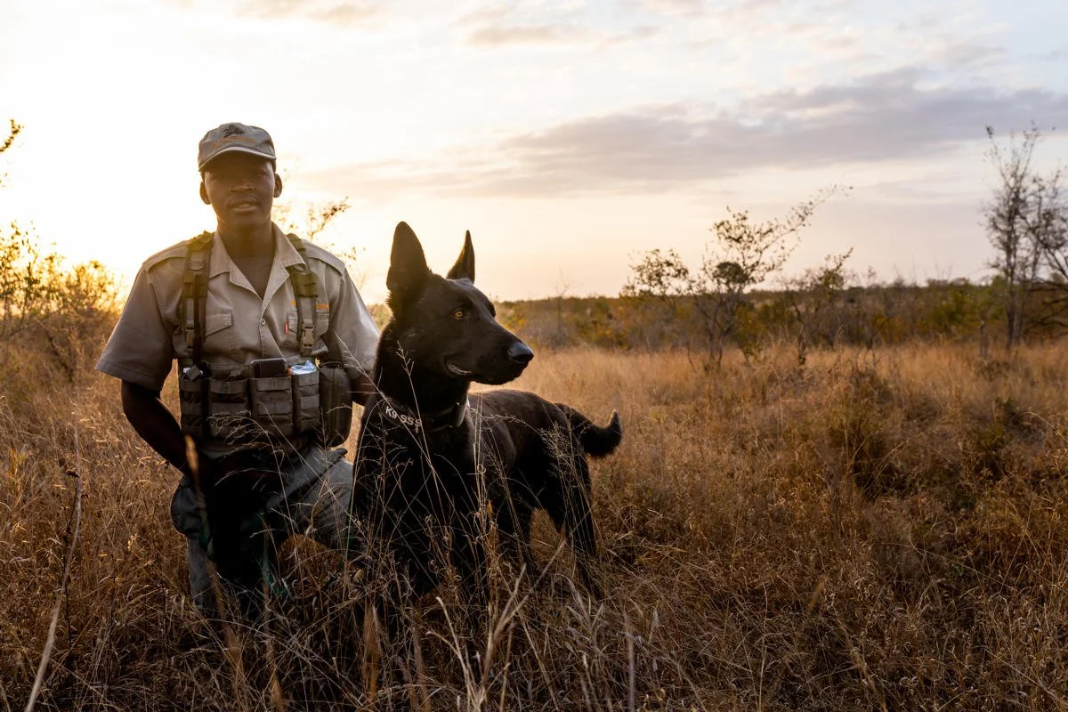 Etat de la conservation en Afrique
