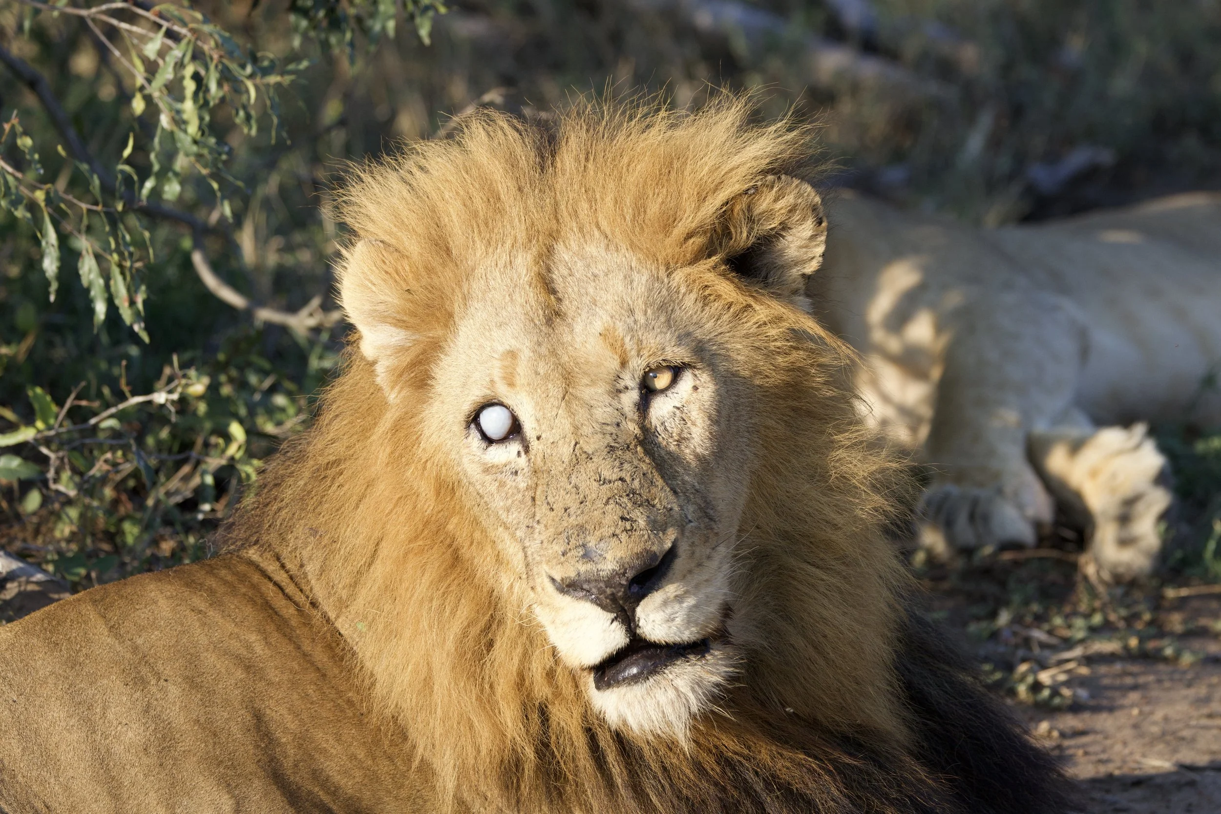 Mapoza: roi borgne de Thornybush
