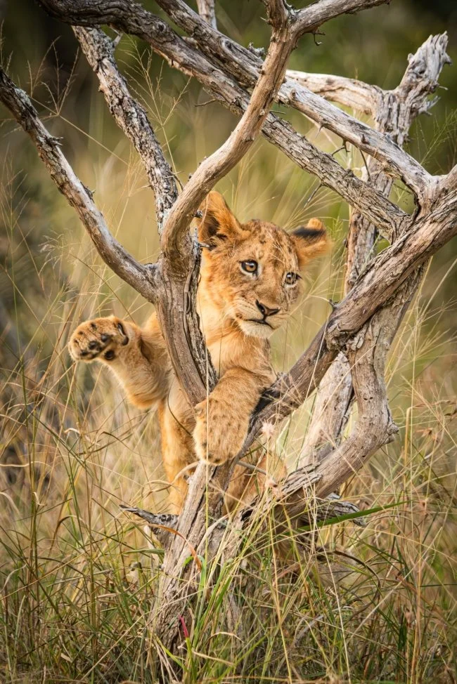 Parc Kruger, Thomas Félix