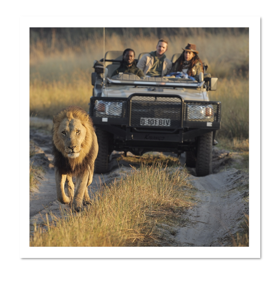 Un lion marche sur un sentier en terre dans la nature, avec un safari en véhicule derrière lui contenant quatre personnes observant la scène.