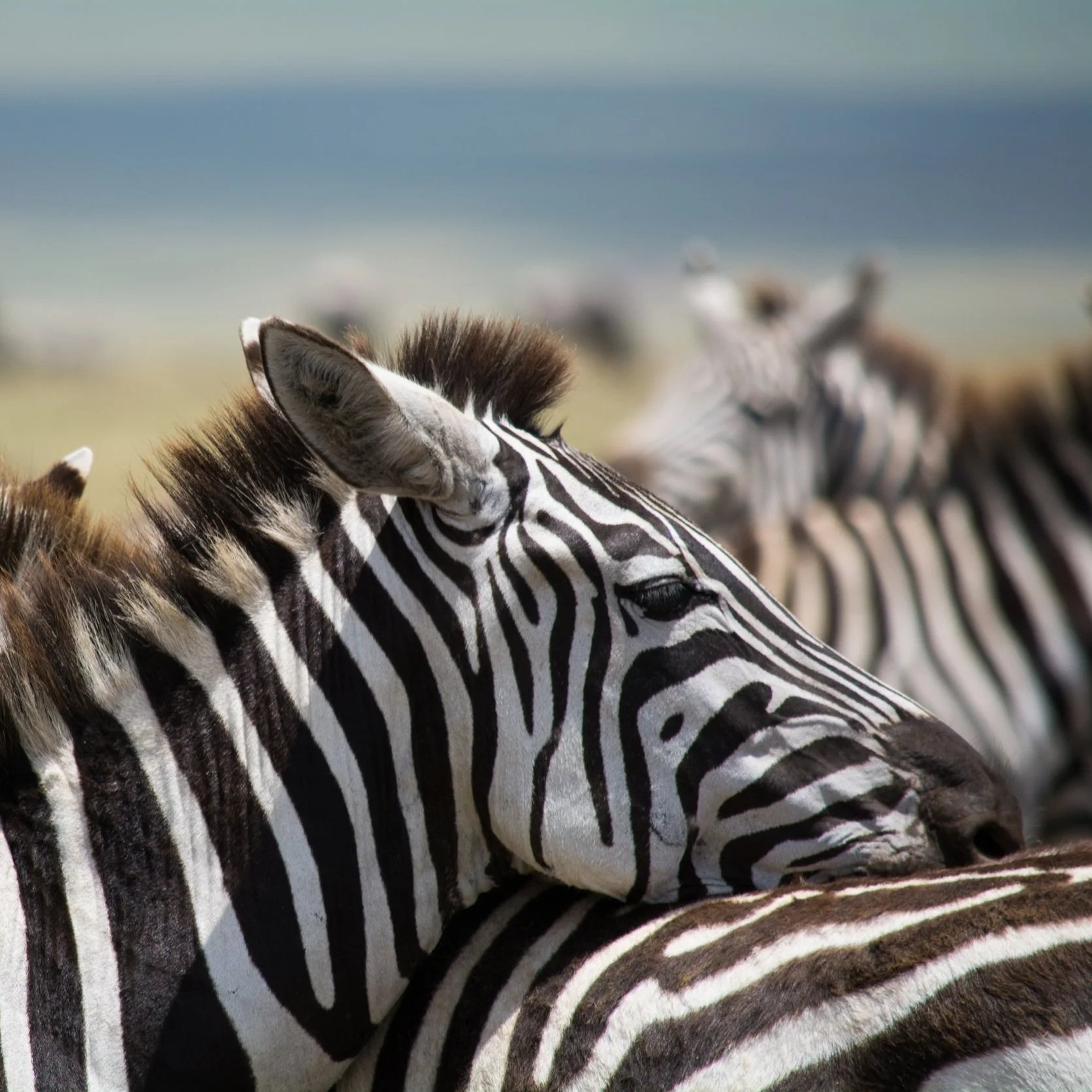 Groupe de zèbres dans la savane, avec ciel nuageux en arrière-plan.