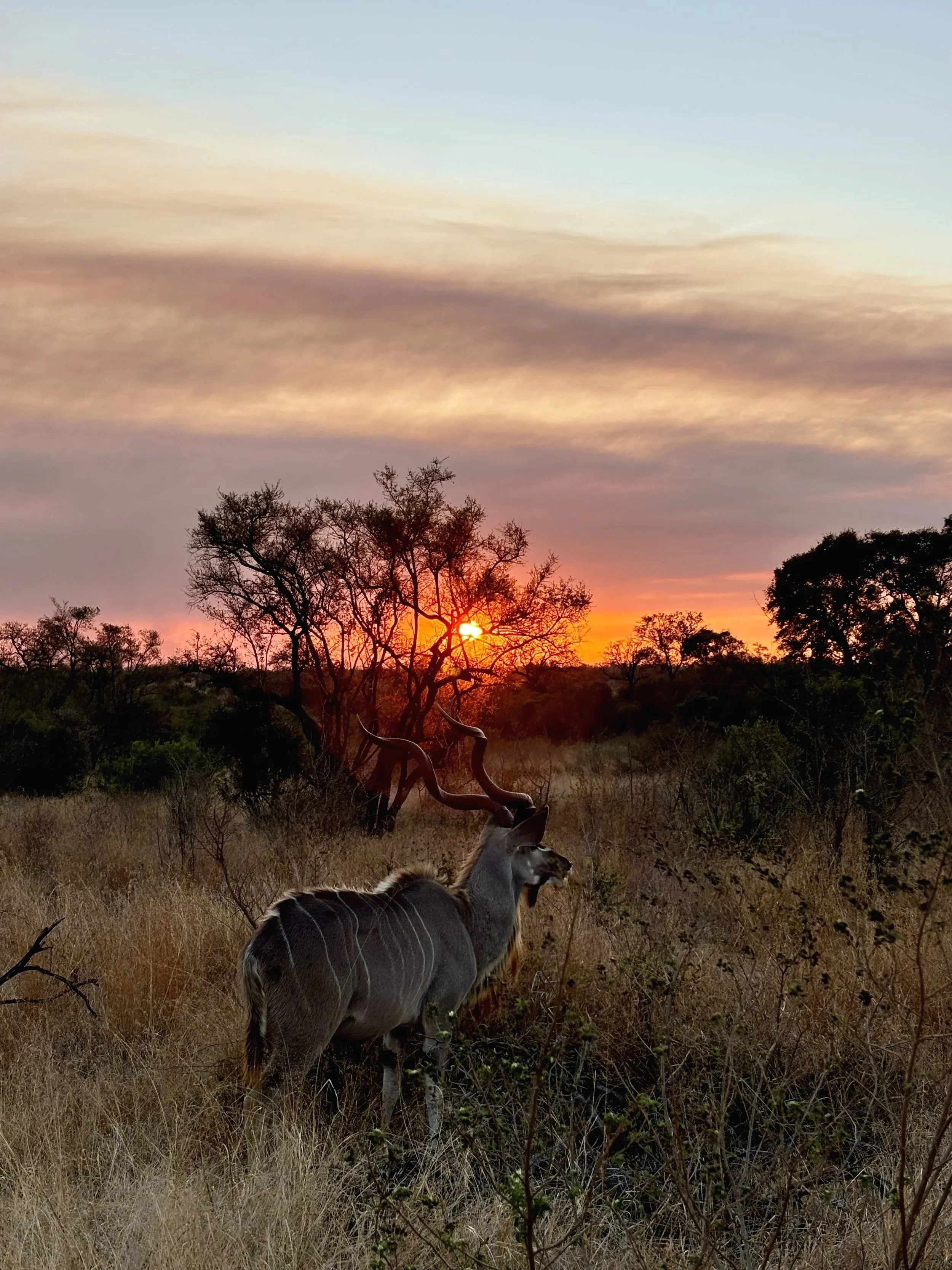 Cliché d’un paysage africain au coucher du soleil, avec un herbivore. Un Kudu avec de longues cornes torsadées se tient devant, avec un ciel coloré de coucher de soleil en arrière-plan.