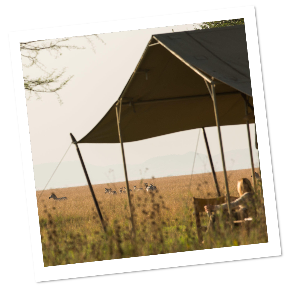 Une personne assise sous une tente dans un paysage de savane avec des zèbres en arrière-plan pendant le crépuscule.