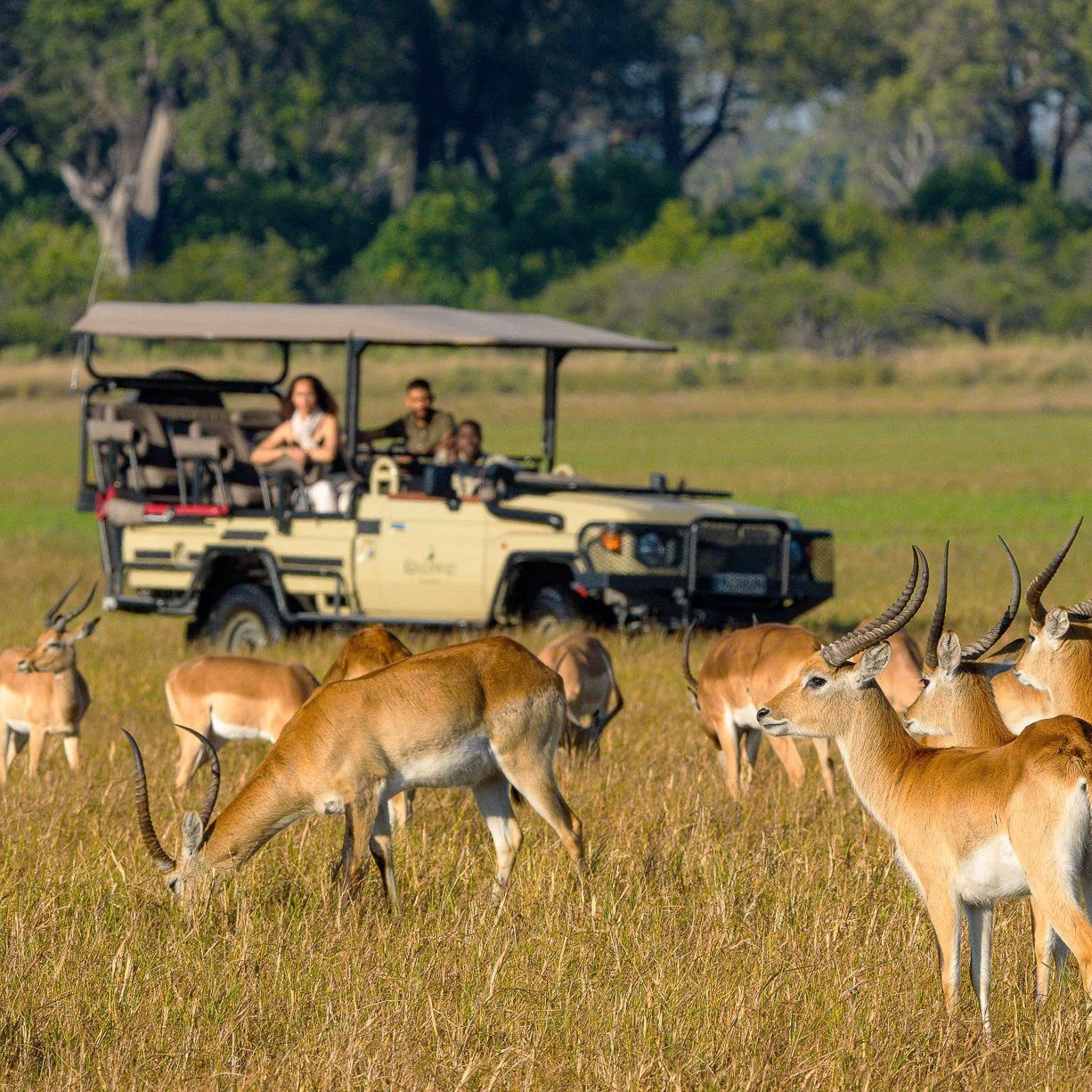 Un groupe de personnes faisant un safari en voiture dans une savane avec des antilopes