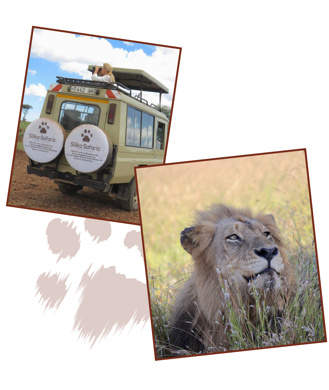 Photo d'un safari avec un véhicule 4x4 Silika Safaris et un lion dans la nature. Le véhicule est stationné sur un terrain rocailleux, avec une personne regardant à travers des jumelles depuis le toit. La photo d'un lion mâle repose en face.