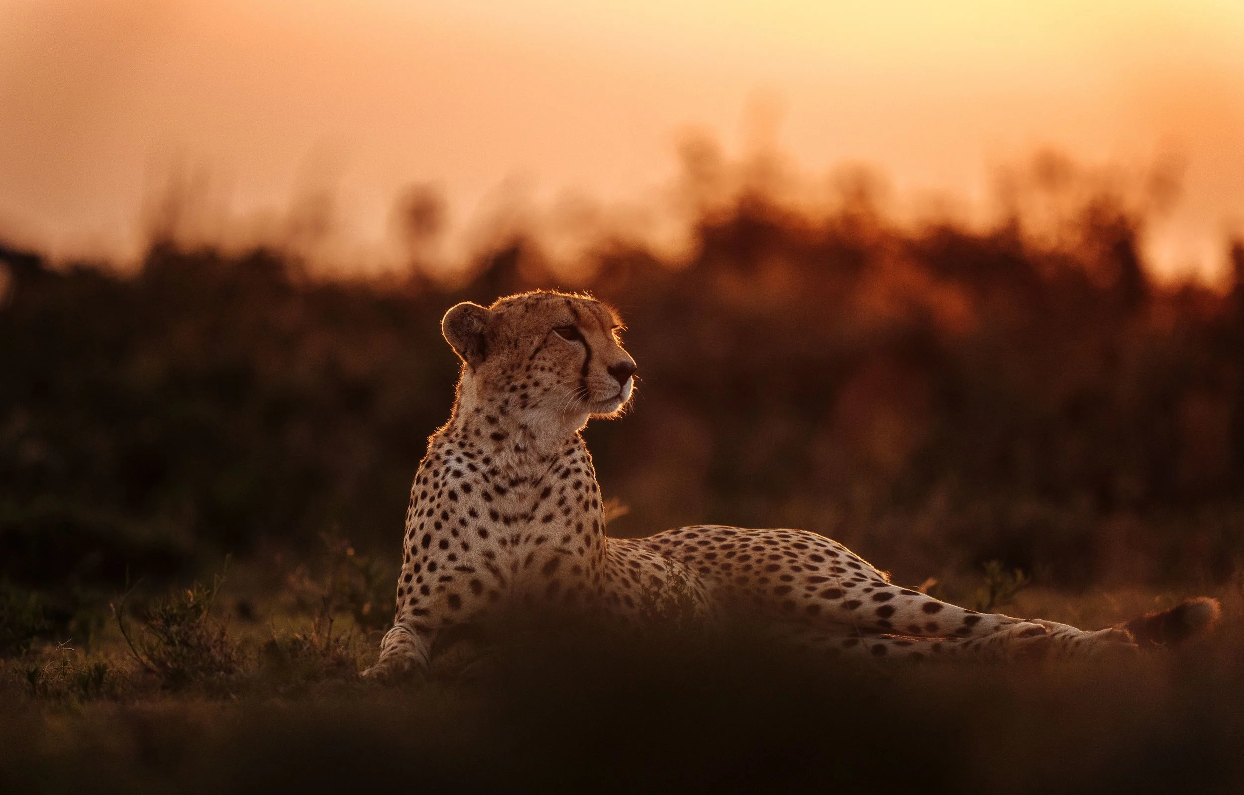 Un guépard allongé dans la nature au coucher du soleil, avec un ciel orange en arrière-plan.