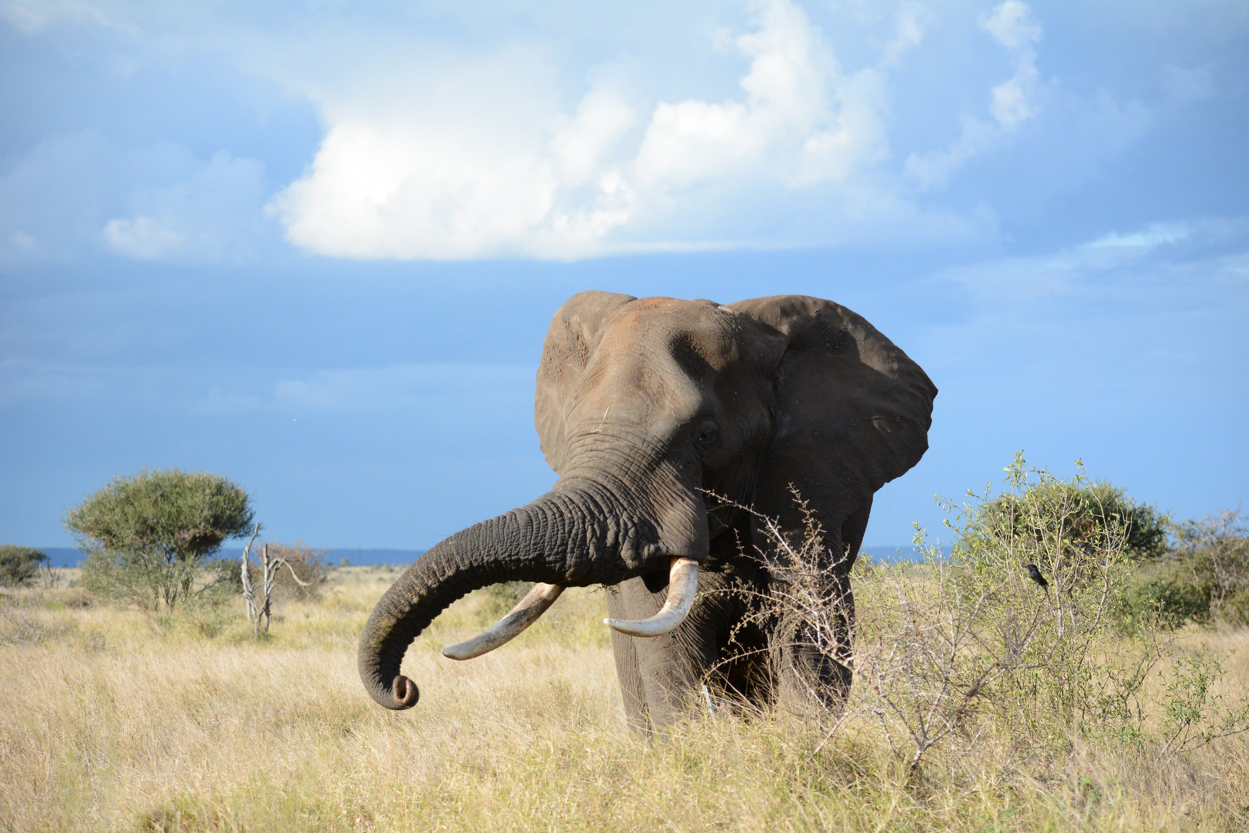 Elephant du parc Kruger.