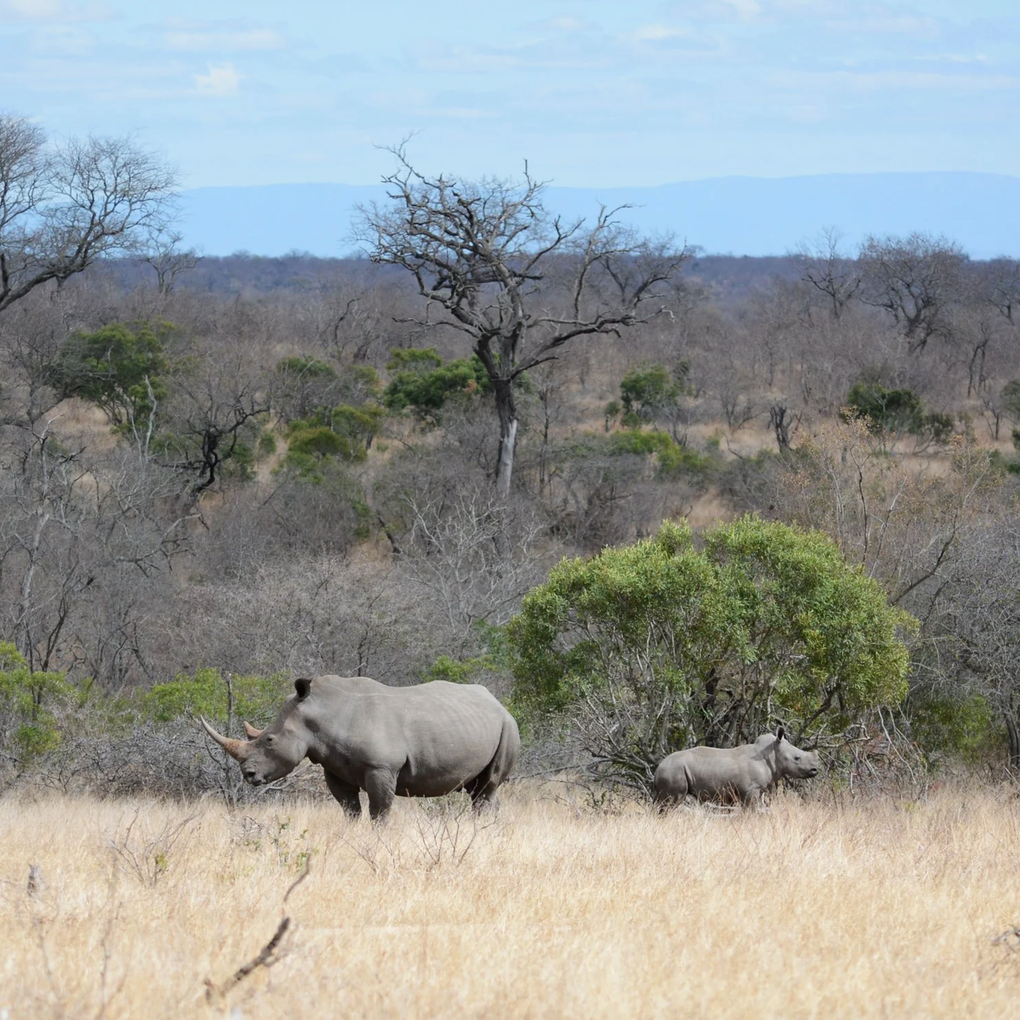 Deux rhinocéros dans une savane avec des arbres dénudés et un ciel bleu en arrière-plan.