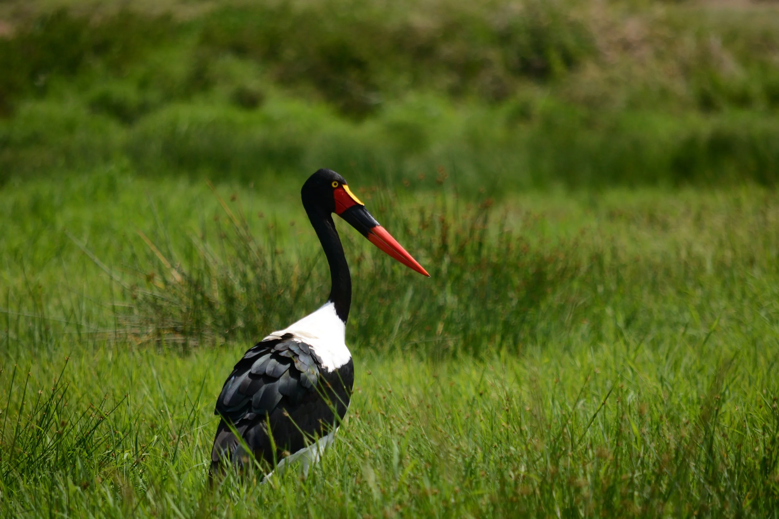 Un oiseau jabiru noir et blanc avec un long bec rouge, situé dans une zone herbeuse verte.