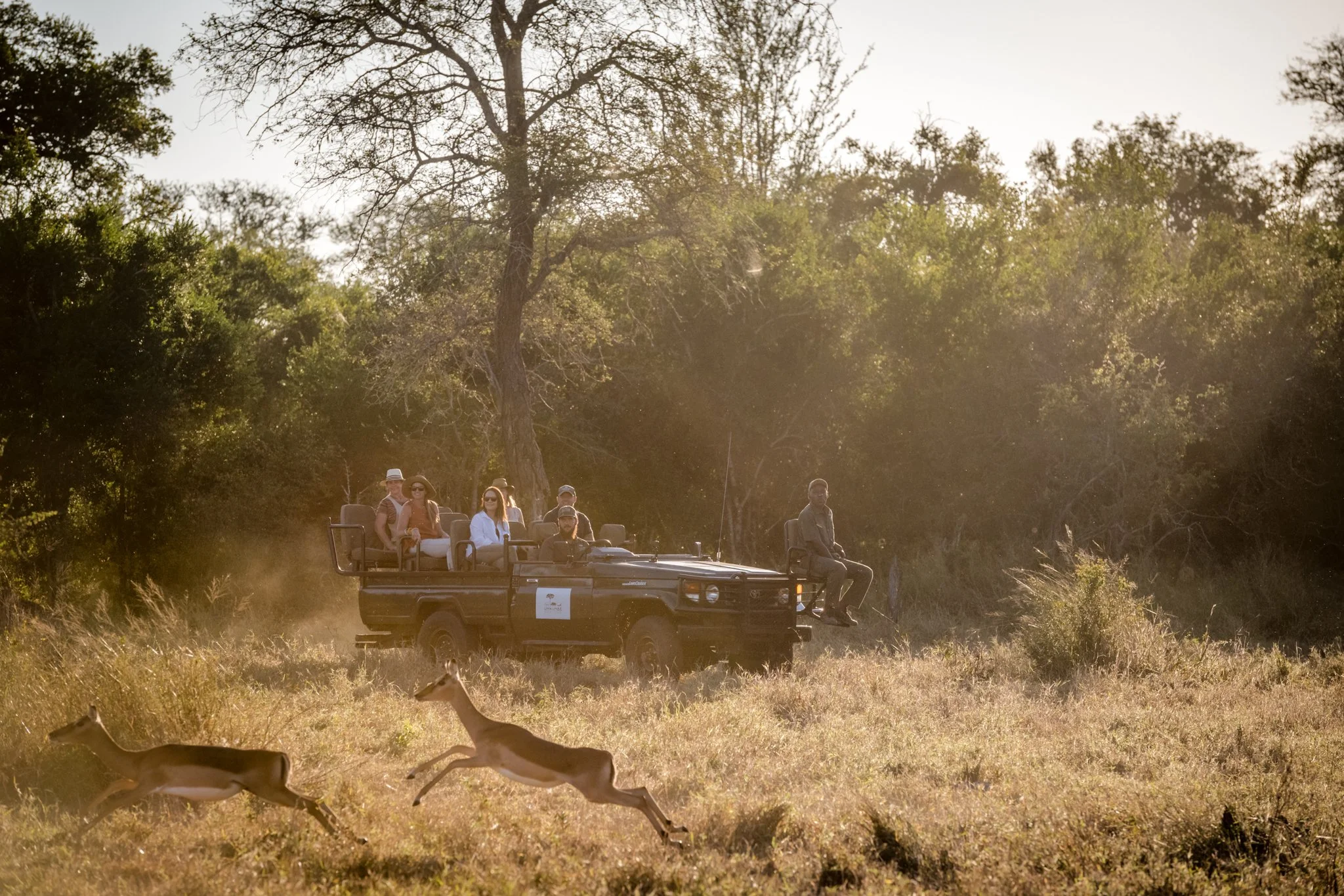 Groupe de touristes dans une jeep en safari, prenant des photos dans la nature, avec des arbres en arrière-plan.
