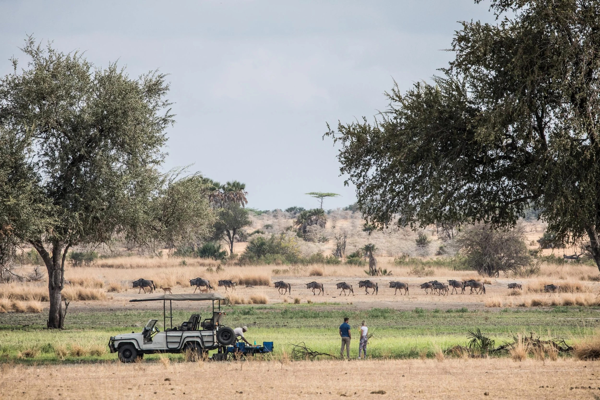 Scène de safari avec des safaristes près d'un véhicule ouvert, regardant une harde de zèbres traversant la paysage africain avec arbres et animaux en arrière-plan.