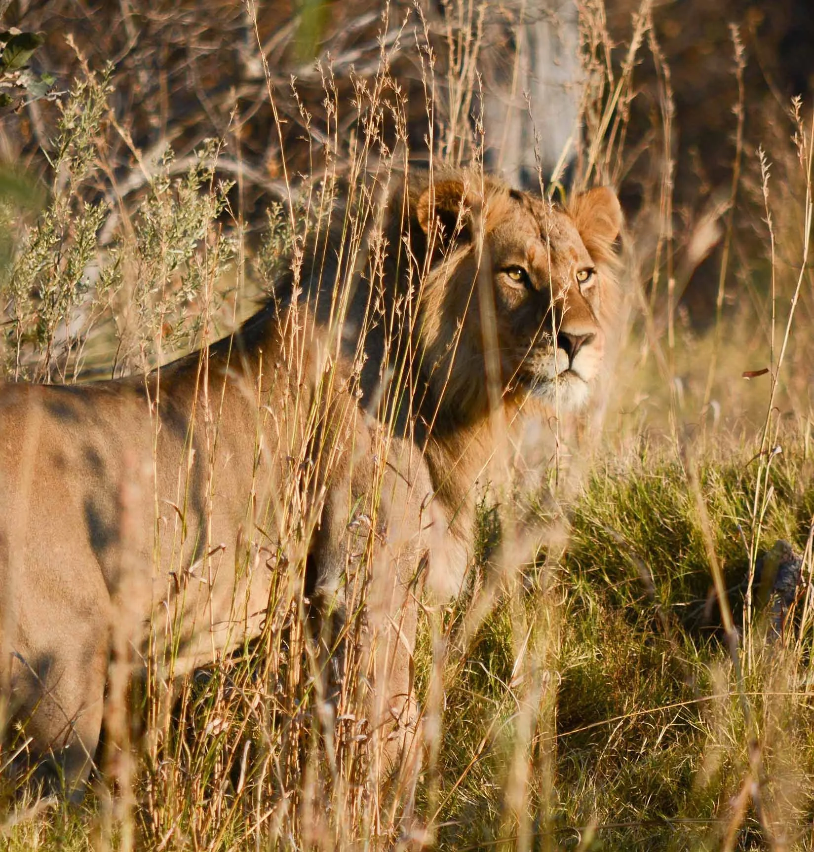 Un lion en milieu naturel, entourée d'herbes et de végétation sèche, regardant vers l'objectif.