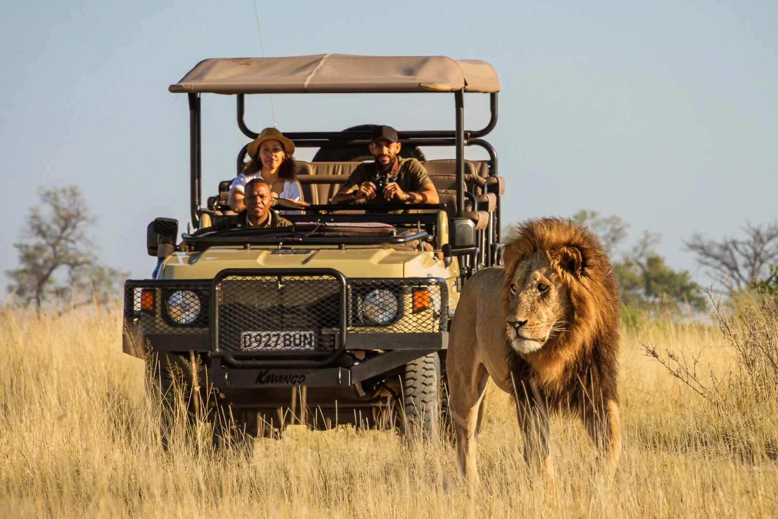Groupe de personnes dans un véhicule de safari en Afrique avec un lion en liberté dans la savane.