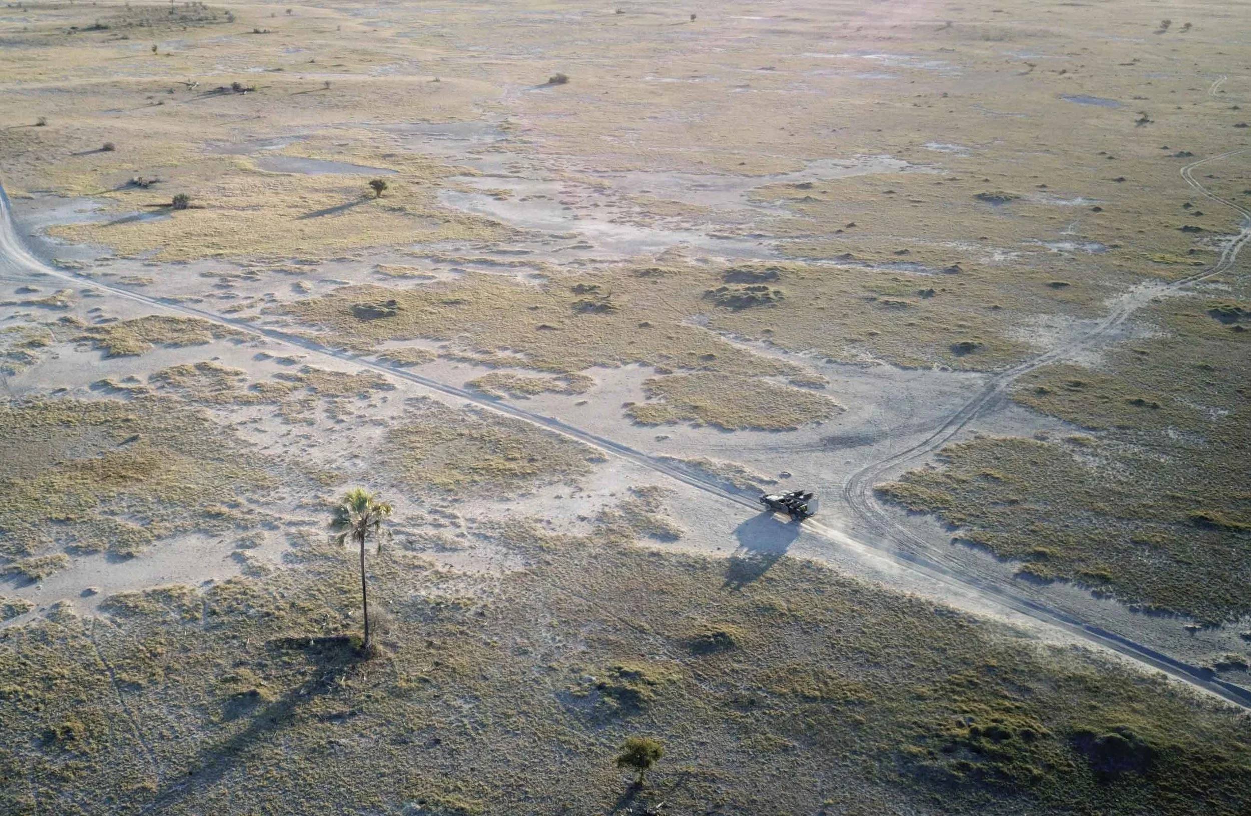 Vue aérienne d'une voiture proche d'un palmier dans le désert du Kalahari au Botswana.
