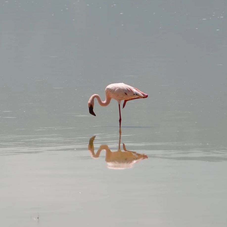 Flamant rose dans l'eau avec son reflet visible.