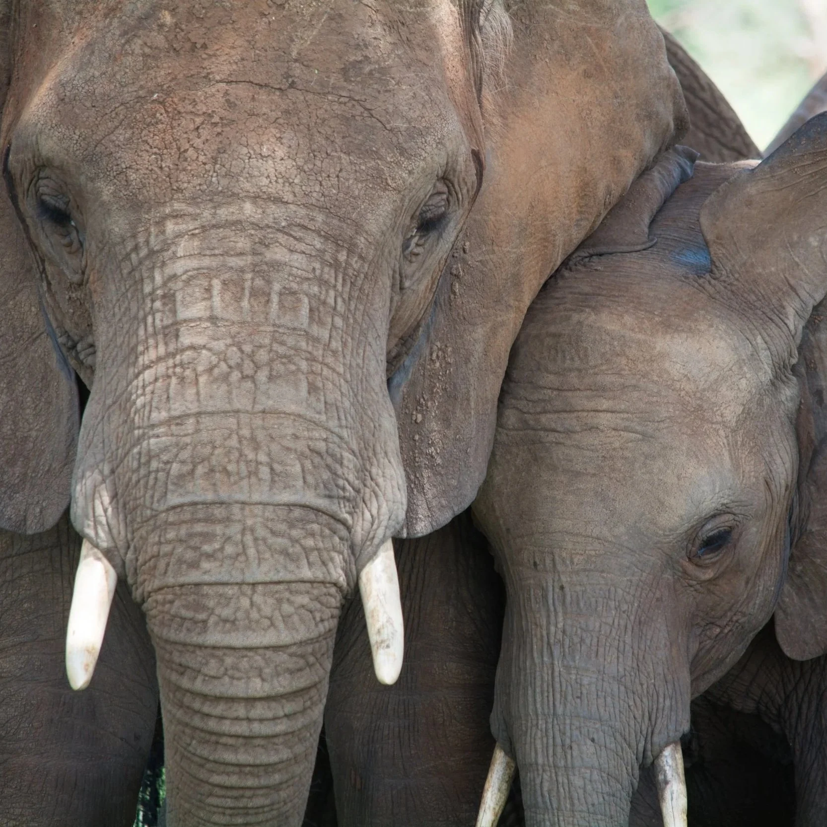 Deux éléphants, un grand et un petit, très proches l'un de l'autre, montrant leur peau rugueuse et leurs longues défenses.