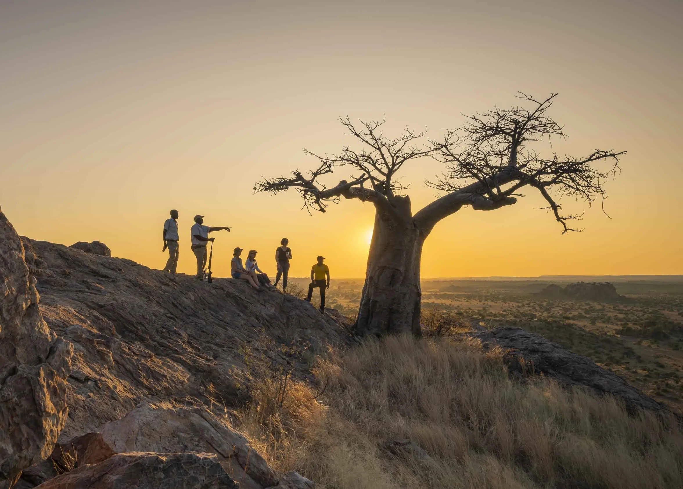 Groupe de personnes observant un arbre baobab solitaire au coucher du soleil dans la réserve de Mashatu au Botswana.