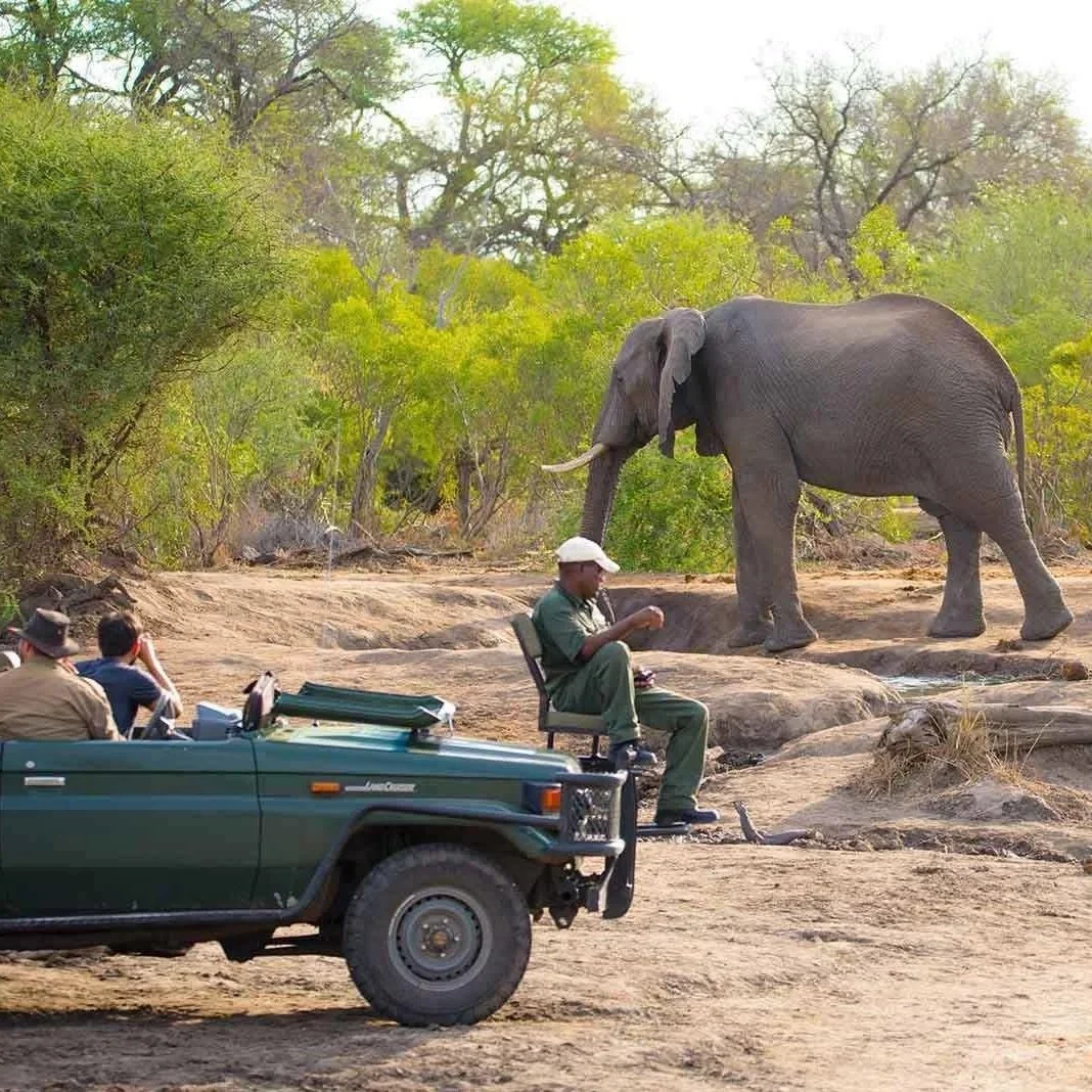 Un éléphant dans une réserve africaine avec des guides et des touristes à proximité.