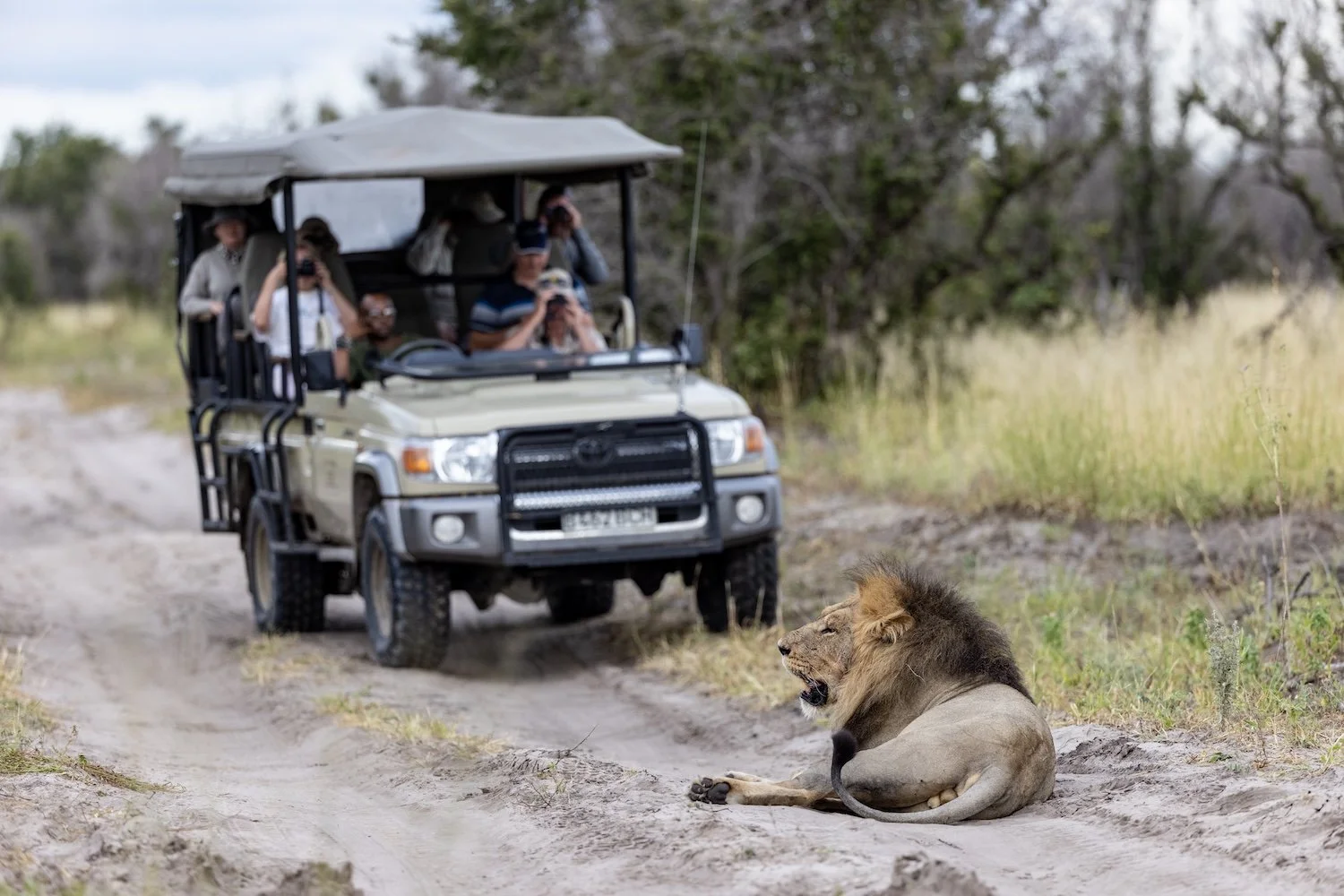 Un lion allongé sur un chemin de terre avec un groupe de touristes dans une jeep à proximité, dans la savane.
