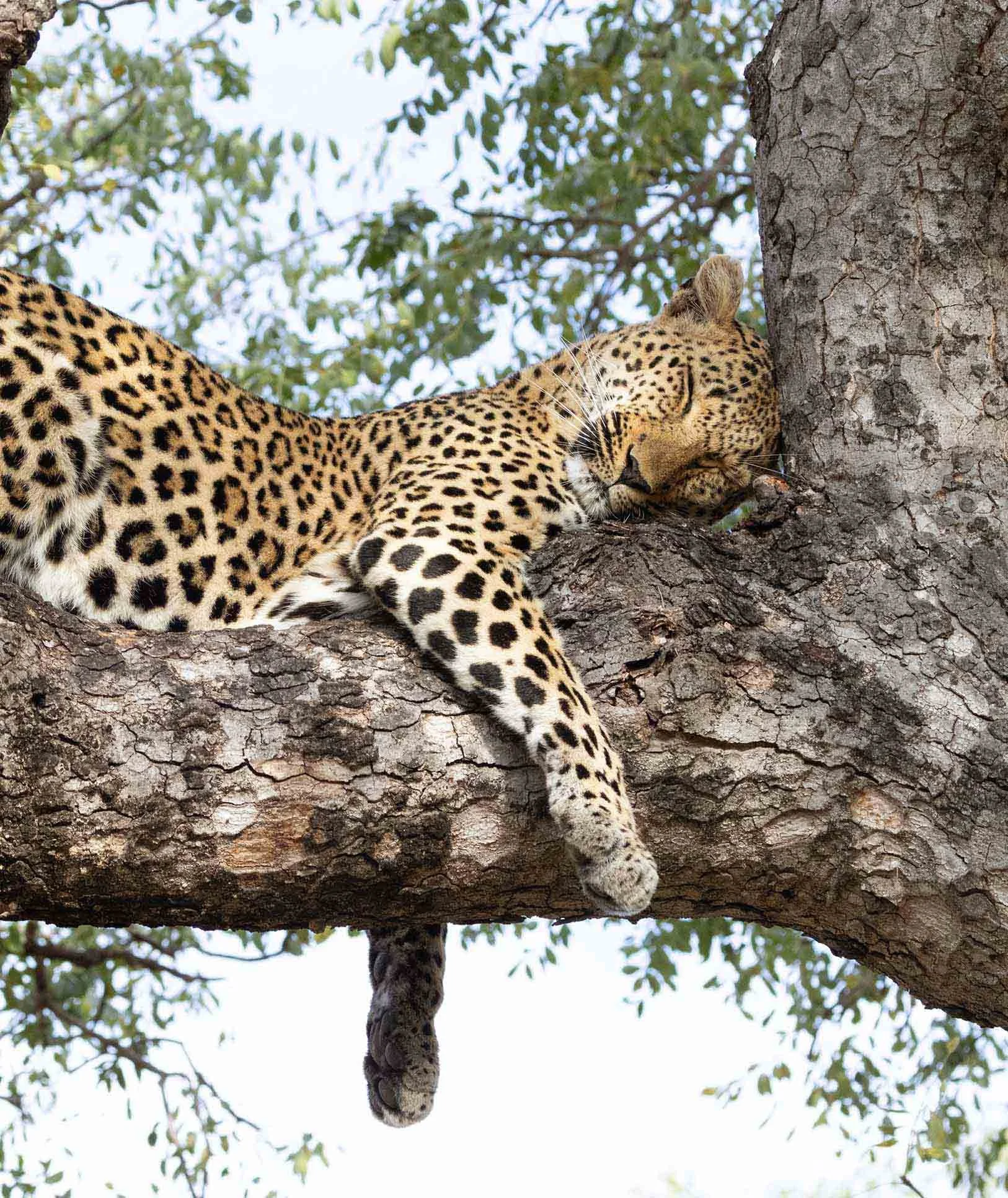 Un léopard endormi sur une branche d'arbre avec le ventre contre l'écorce et les yeux fermés.