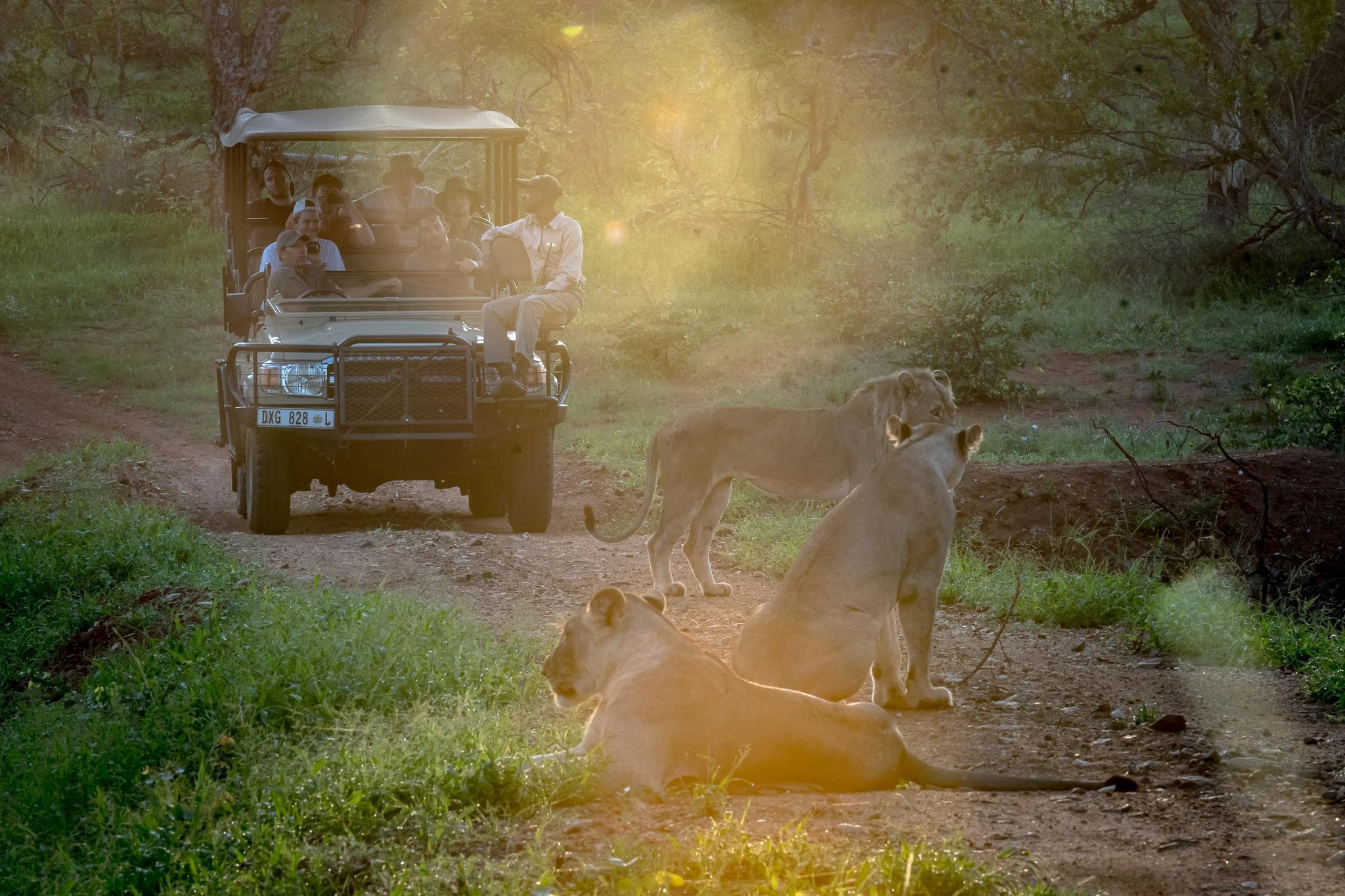 Groupe de safaristes qui observent depuis une voiture ouverte un lion dans la savane du Botswana