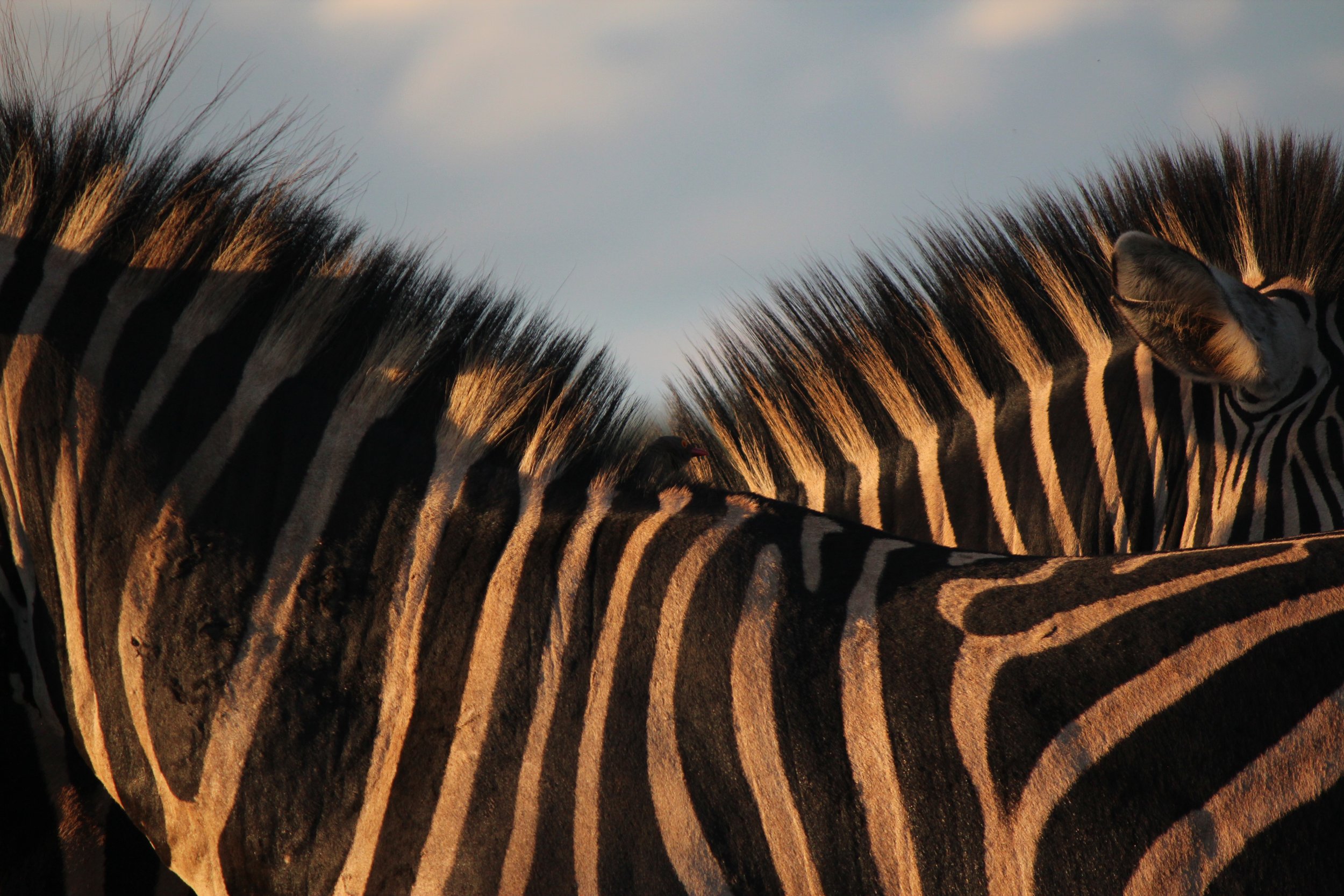 Notre vision du safari