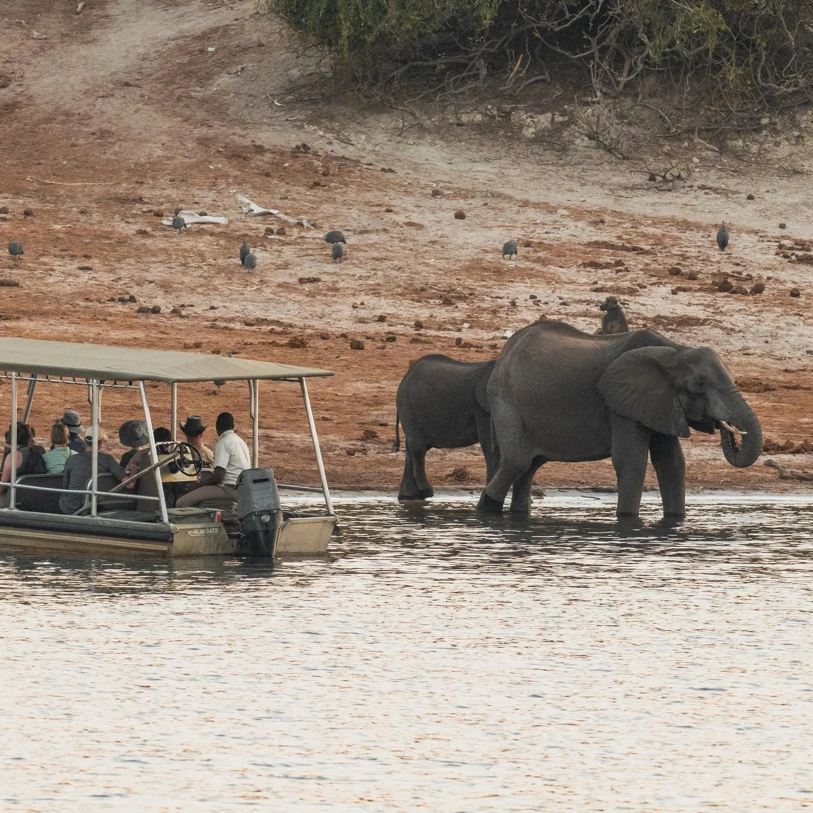 Safari en bateau depuis le Chobe Princess