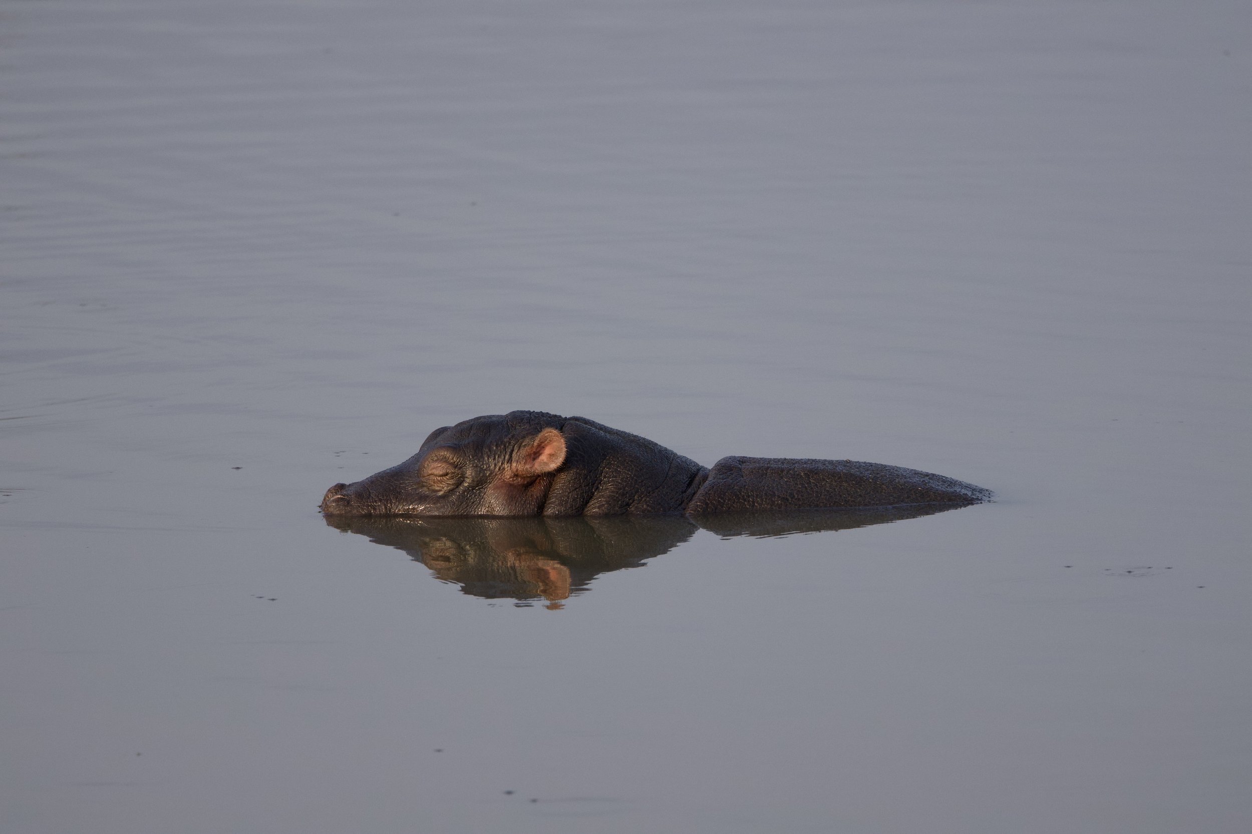 Un hippopotame nage dans l'eau calme, sa tête et son dos à moitié immergés.