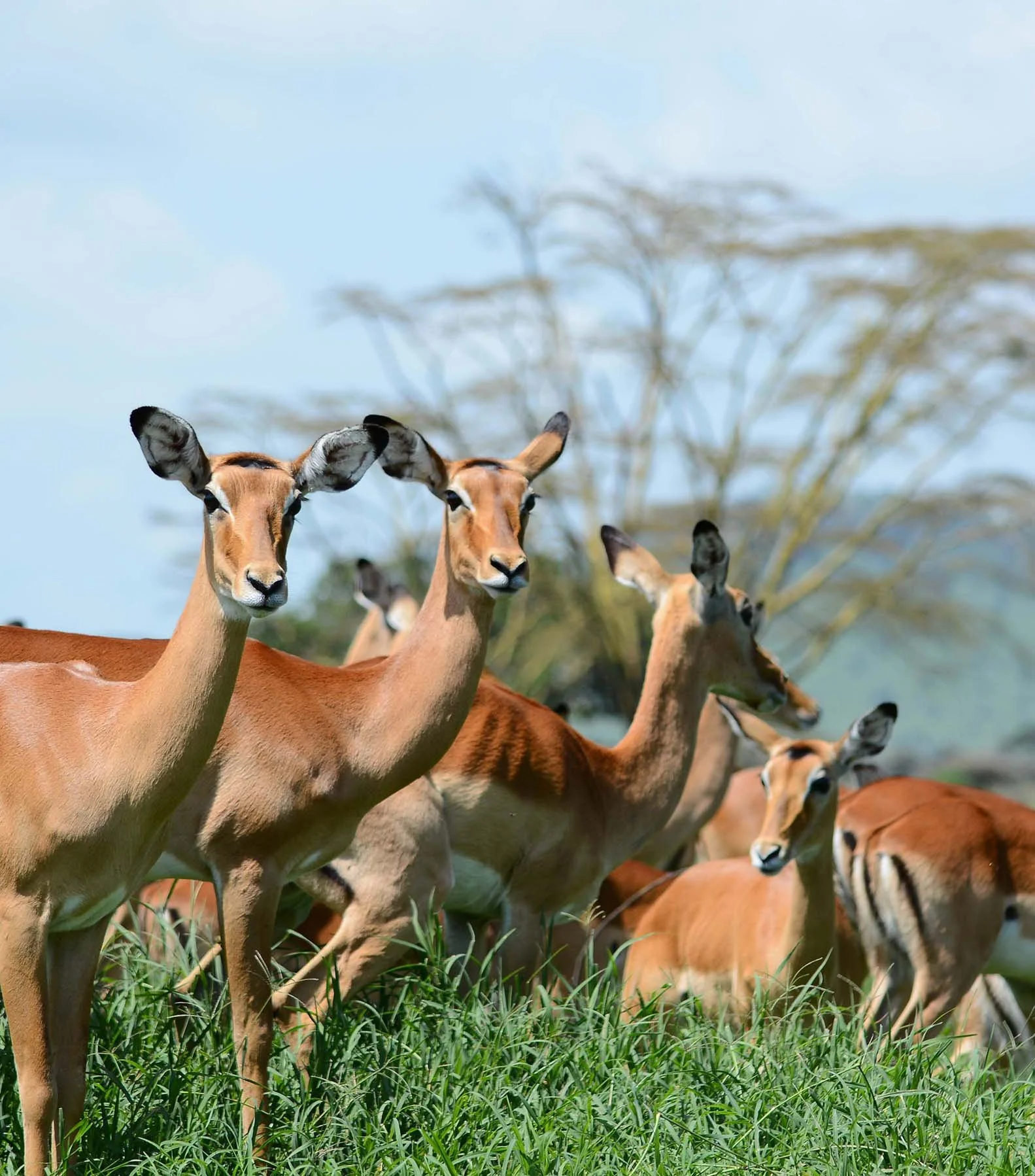 Un groupe de girafes dans la savane africaine, avec des arbres en arrière-plan.