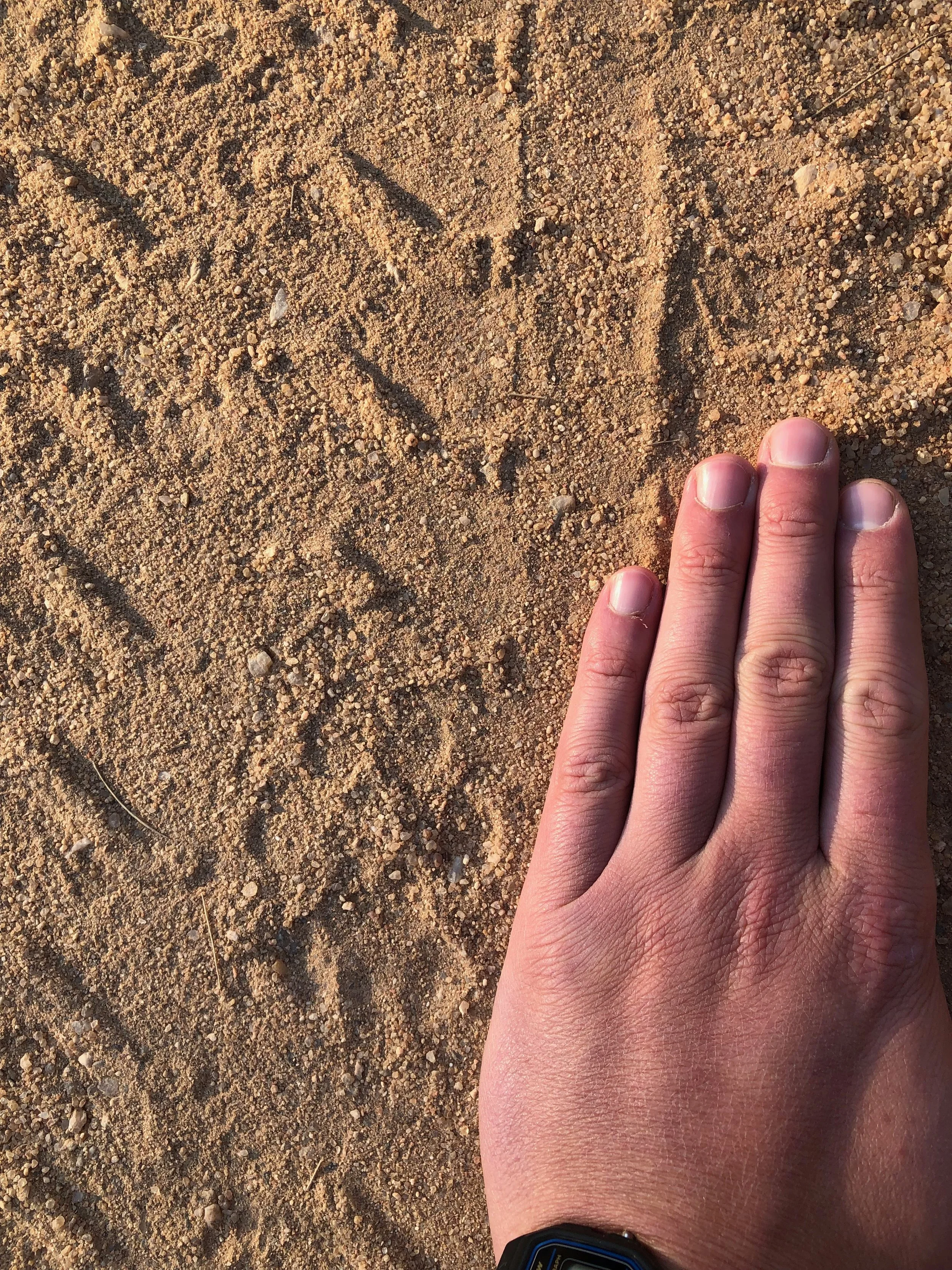 Empreintes de léopard dans du sable. Une main posé à côté pour donner une idée de la taille.