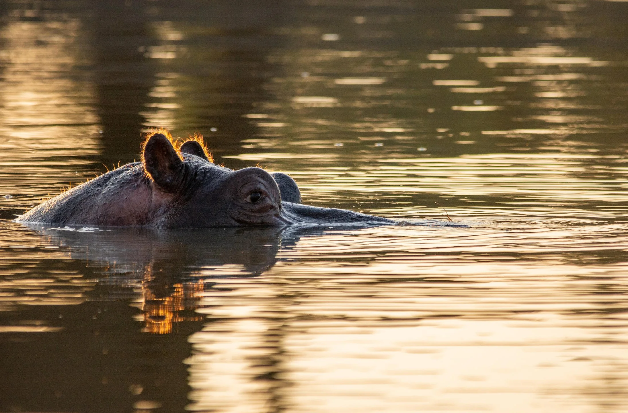 Un hippopotame nage dans une rivière lors d'un coucher de soleil, avec de la lumière dorée reflétée sur l'eau.