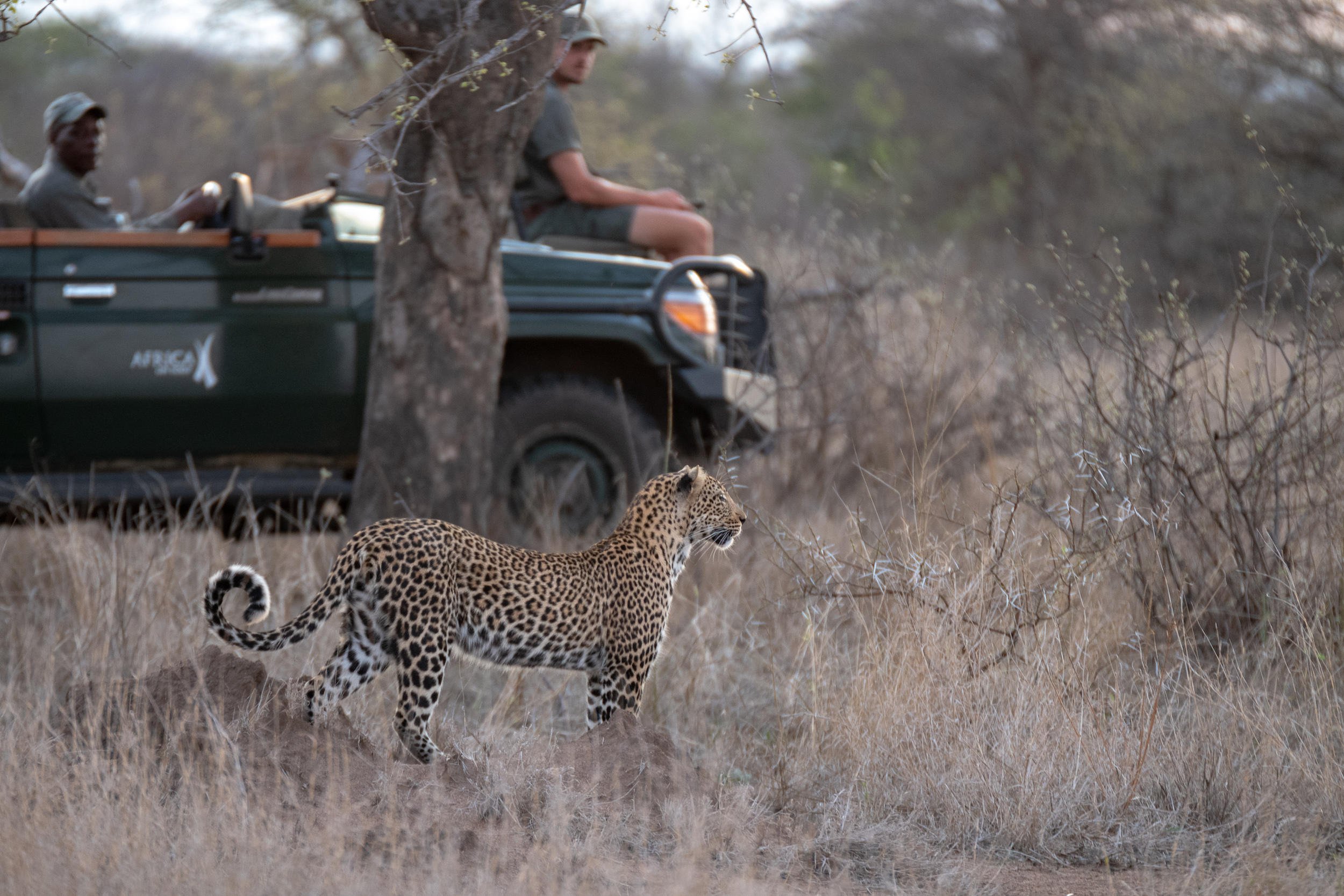 Safari en véhicule ouvert, réserve privée d'Afrique du Sud