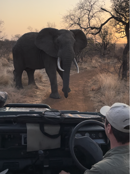 Un éléphant sauvage se tient sur un sentier en Afrique lors du coucher du soleil, vu depuis l'intérieur d'un véhicule de safari avec un homme portant une casquette.