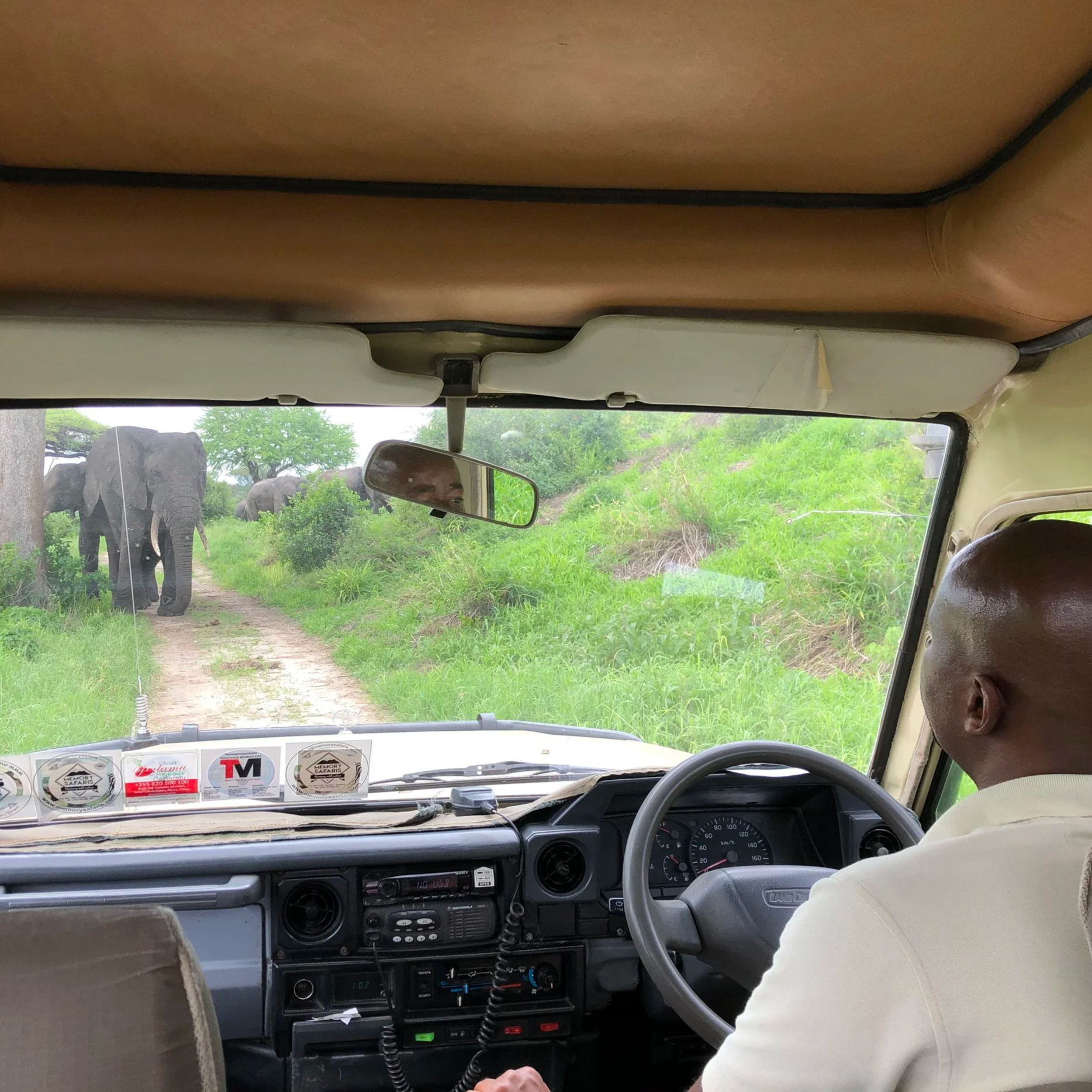 Intérieur d'un véhicule de safari avec un conducteur regardant vers des éléphants au loin dans la nature verte.