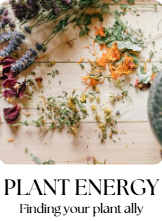 Plant energy masterclass (5th July 26) (£37)