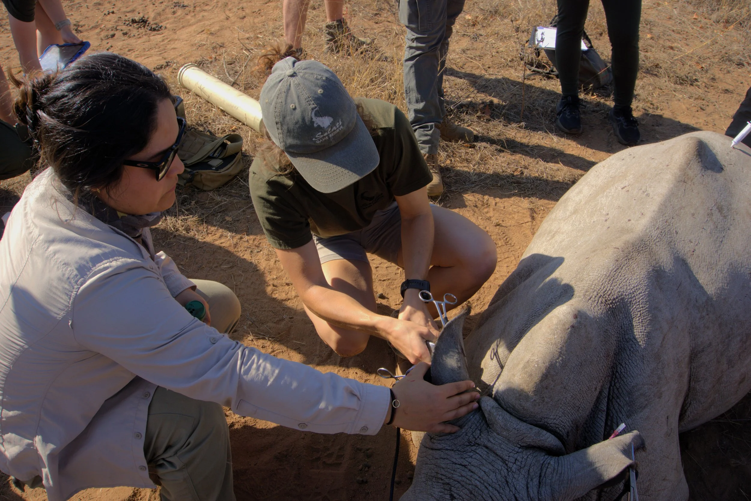 Scientists and researchers notching an ear of a rhino for research identification and monitoring.