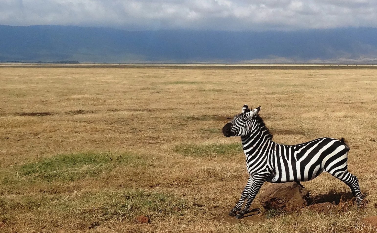 A zebra standing on grassland with a dark, cloudy sky in the background.
