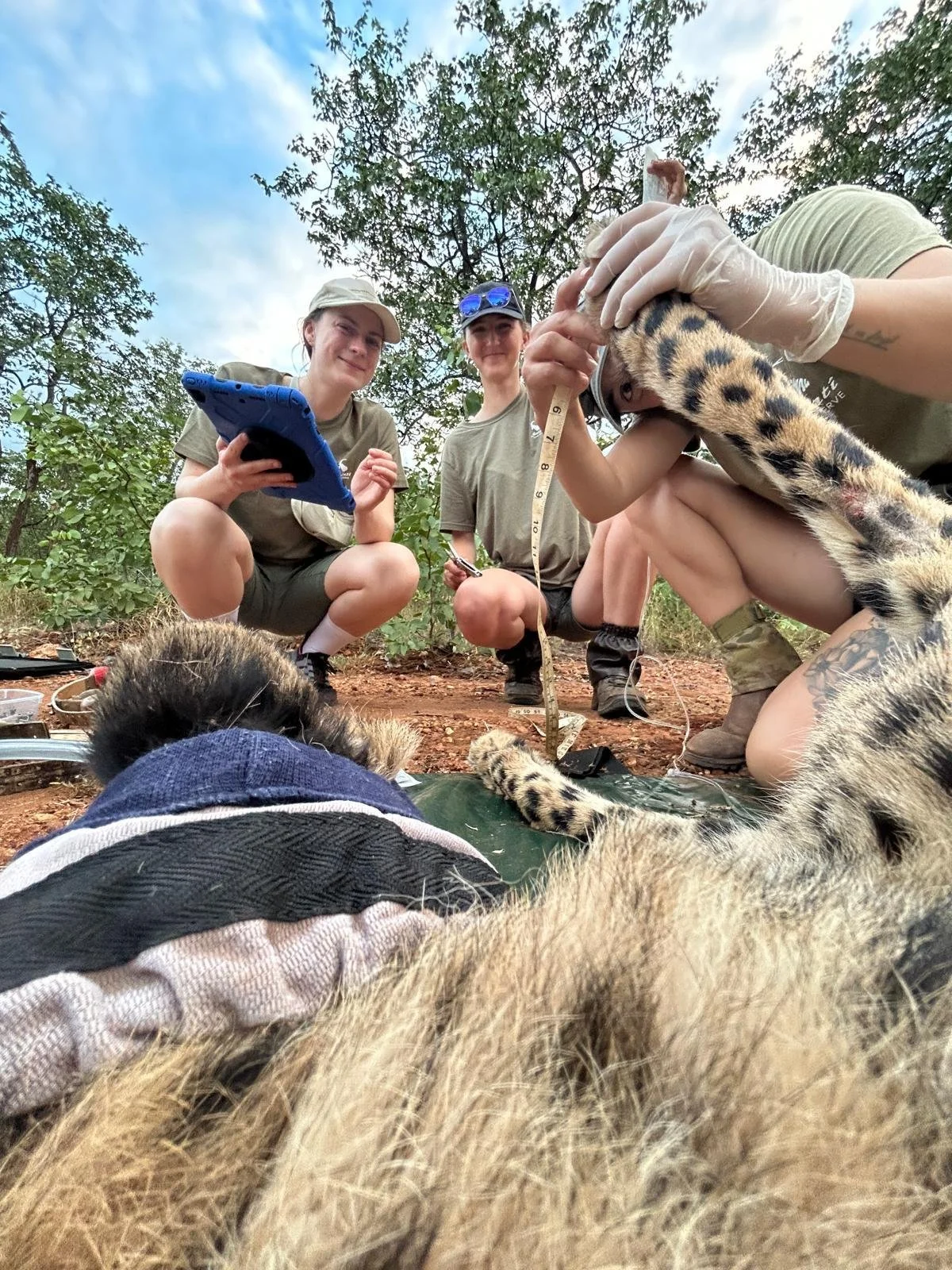 Collaring Cheetah Volunteer Africa