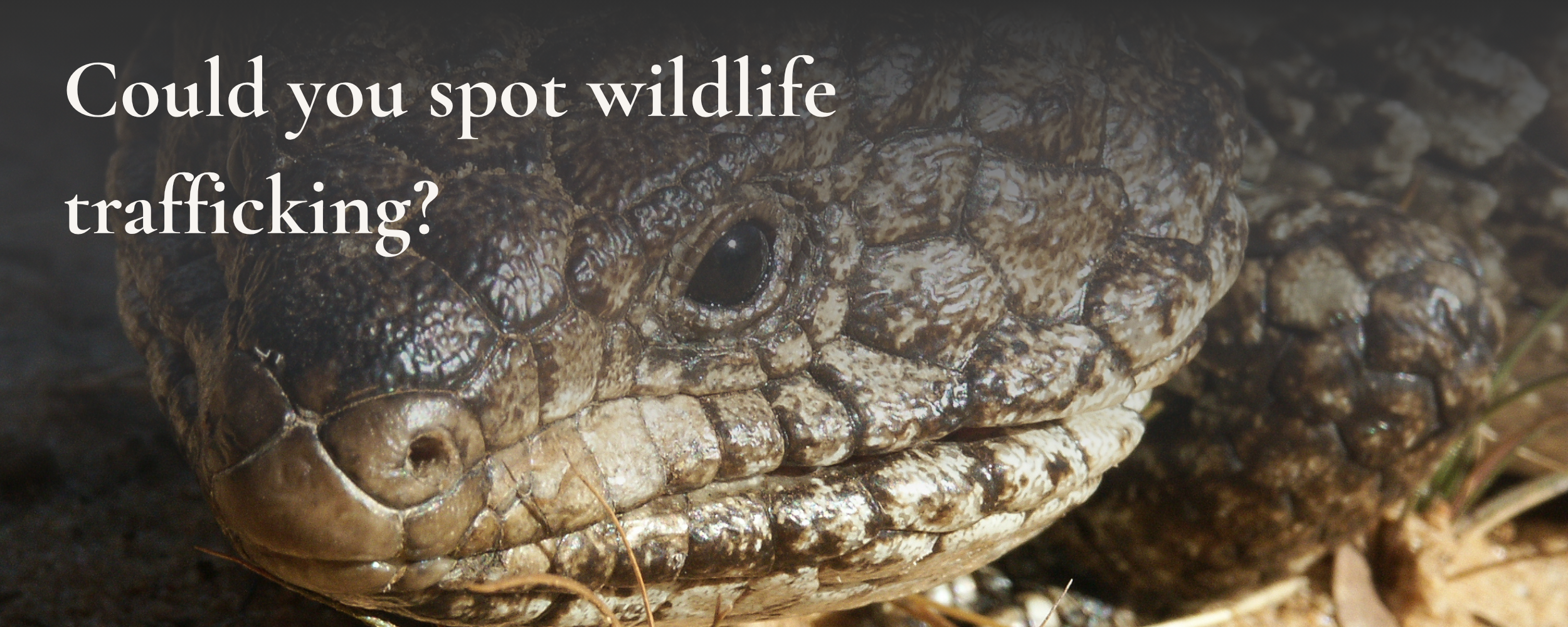 could you spot wildlife trafficking