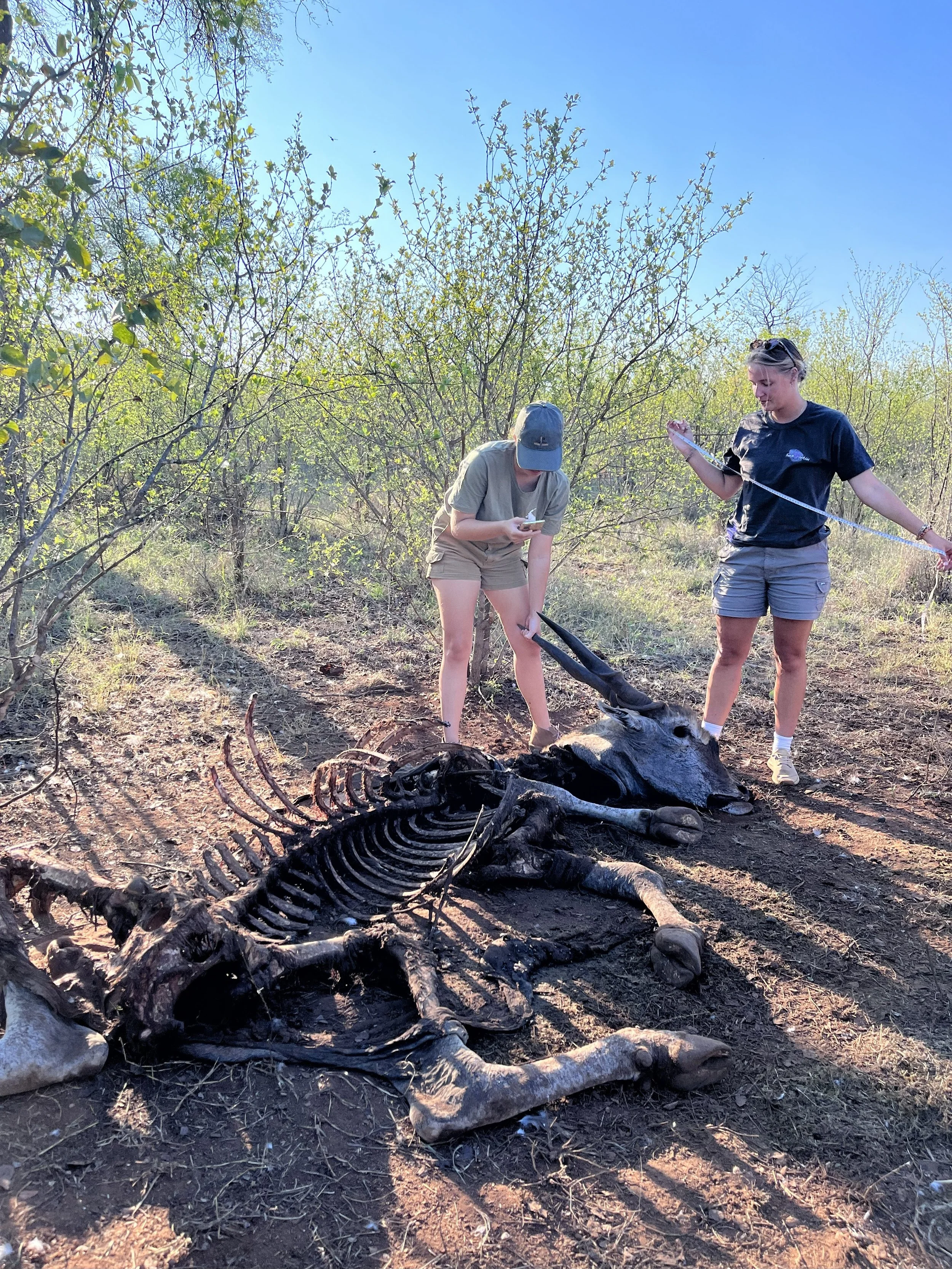 Lion kill volunteer africa