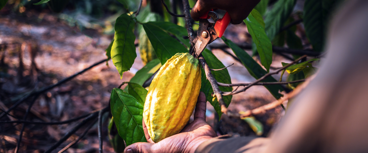 Cocoa seed being harvested
