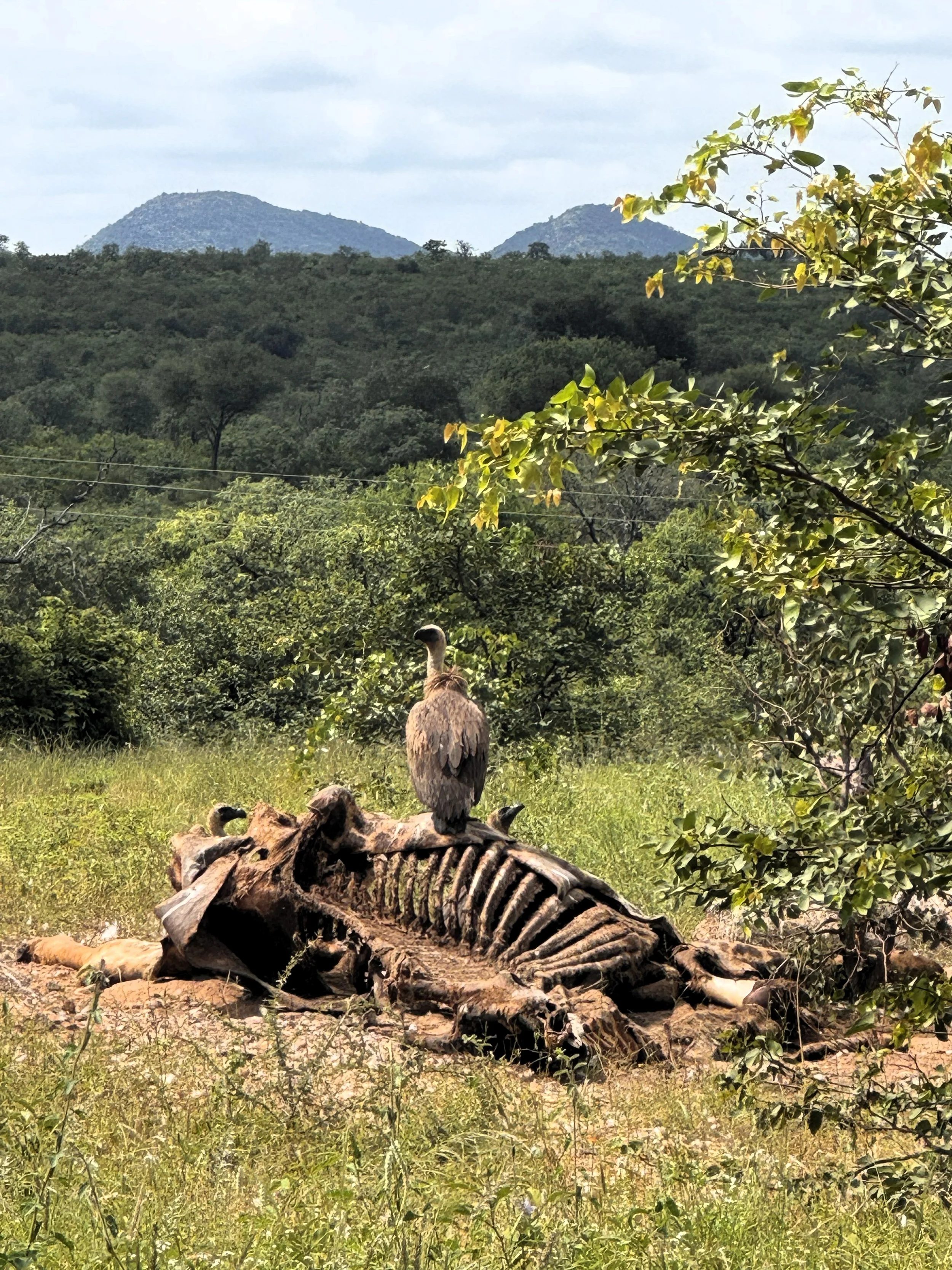 A vulture perched on a carcass, caused by a powerline collision