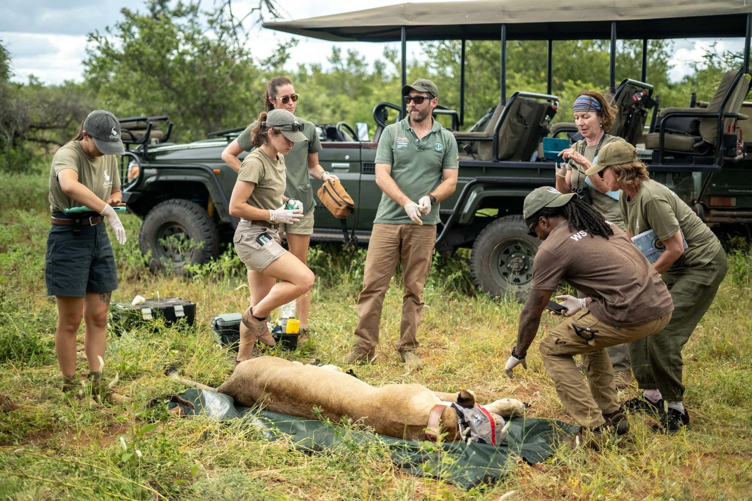 Wildlife researchers and veterinarians recollaring a lion.