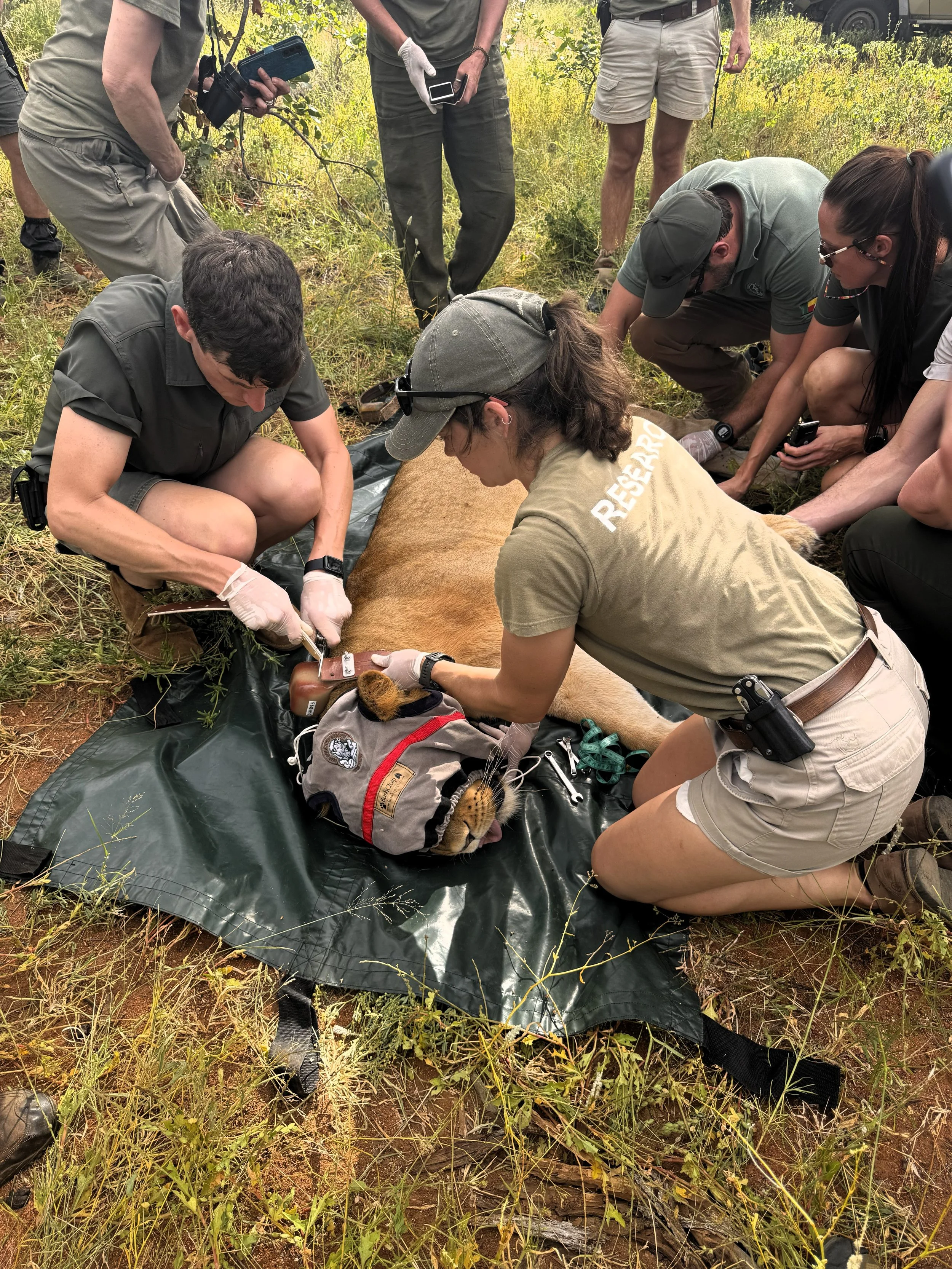 Researchers and wildlife experts collaring a lion and taking measurements for scientific data collection
