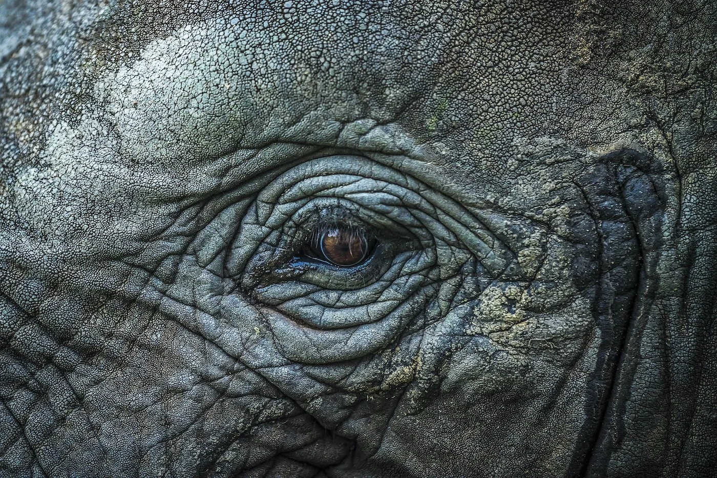 Elephant_1400 copy.jpg