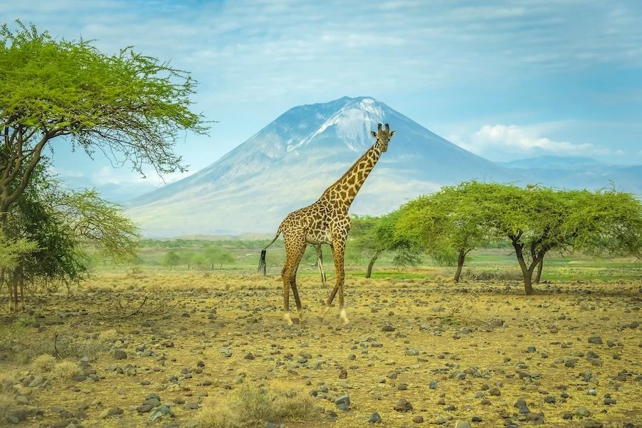 GiraffeOlDoinyoLengai_900.jpg