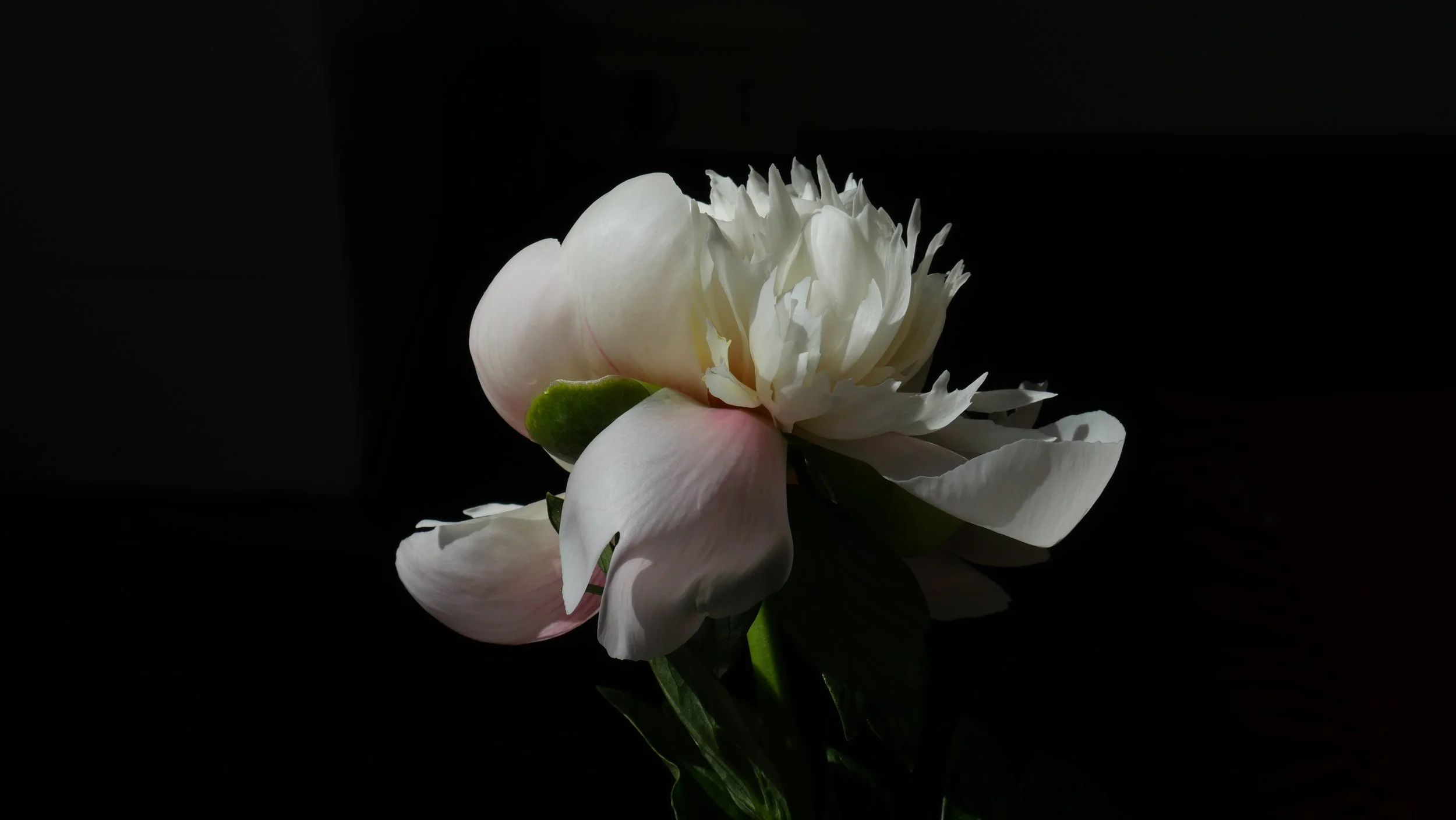 Blooming April 2025