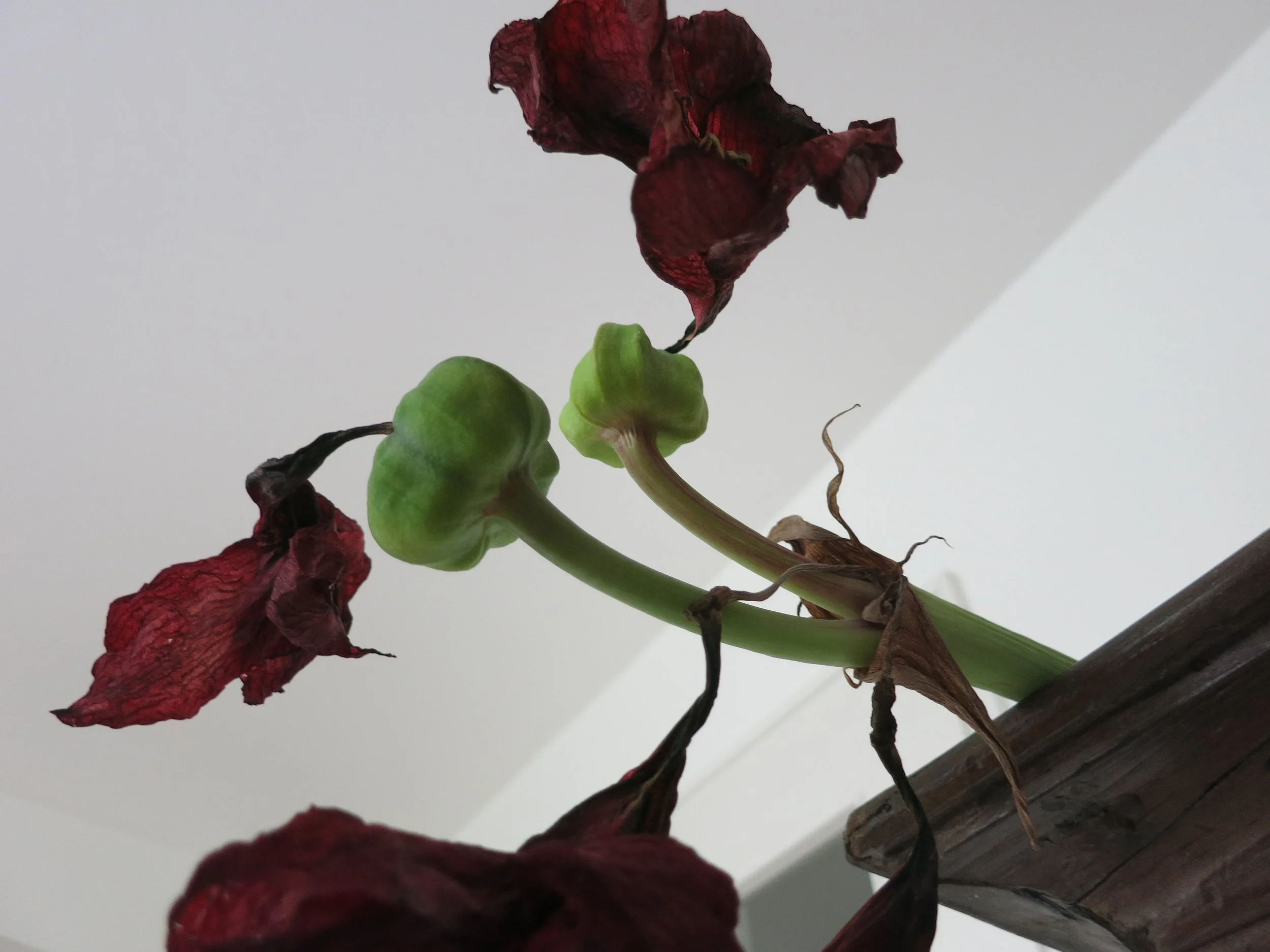 Red flowers March 2016